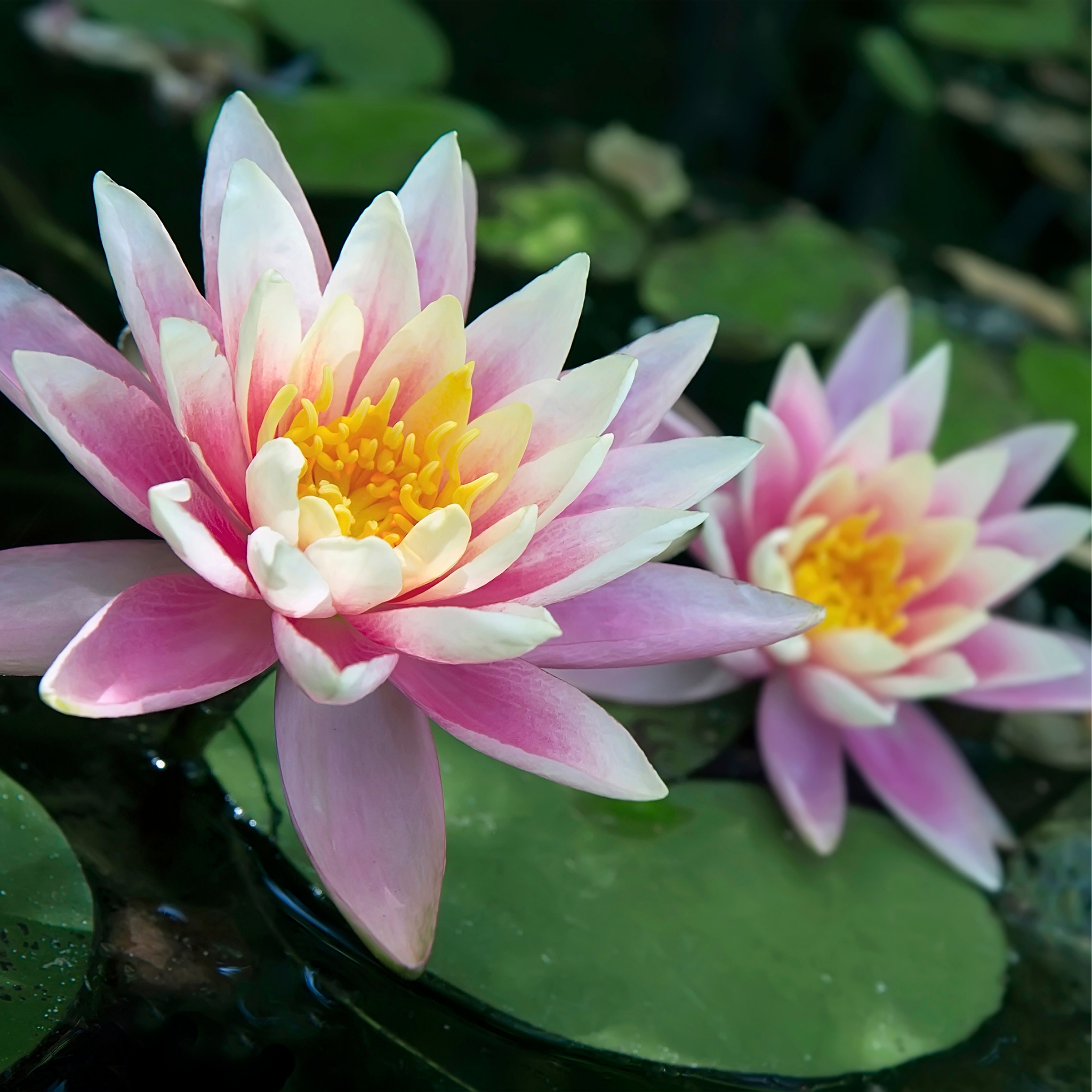 Pink Water Lily - Nymphaea hybrida Pink