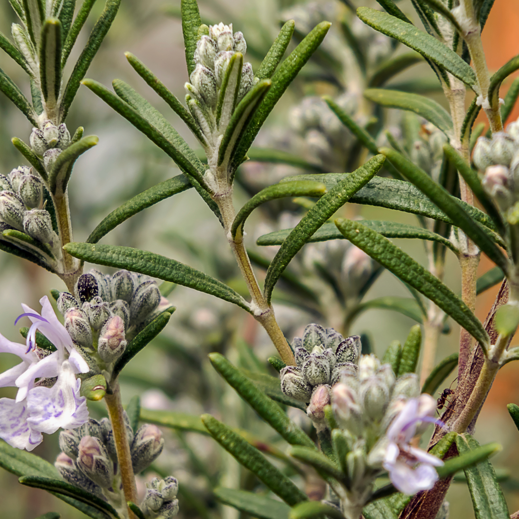 Rosemary Chefs Choice - Rosmarinus officinalis Chefs Choice