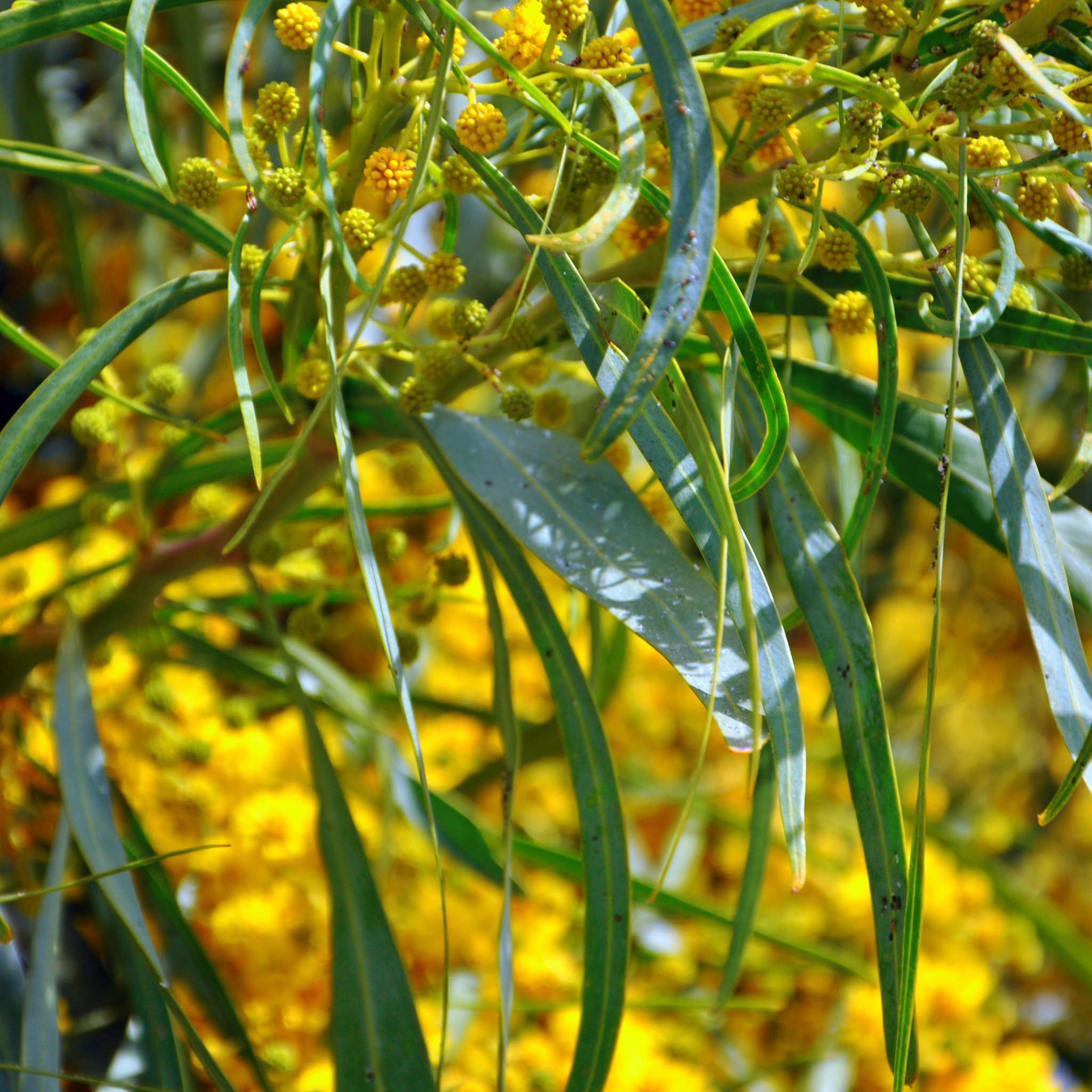 Acacia Golden Wattle - Acacia pycnantha
