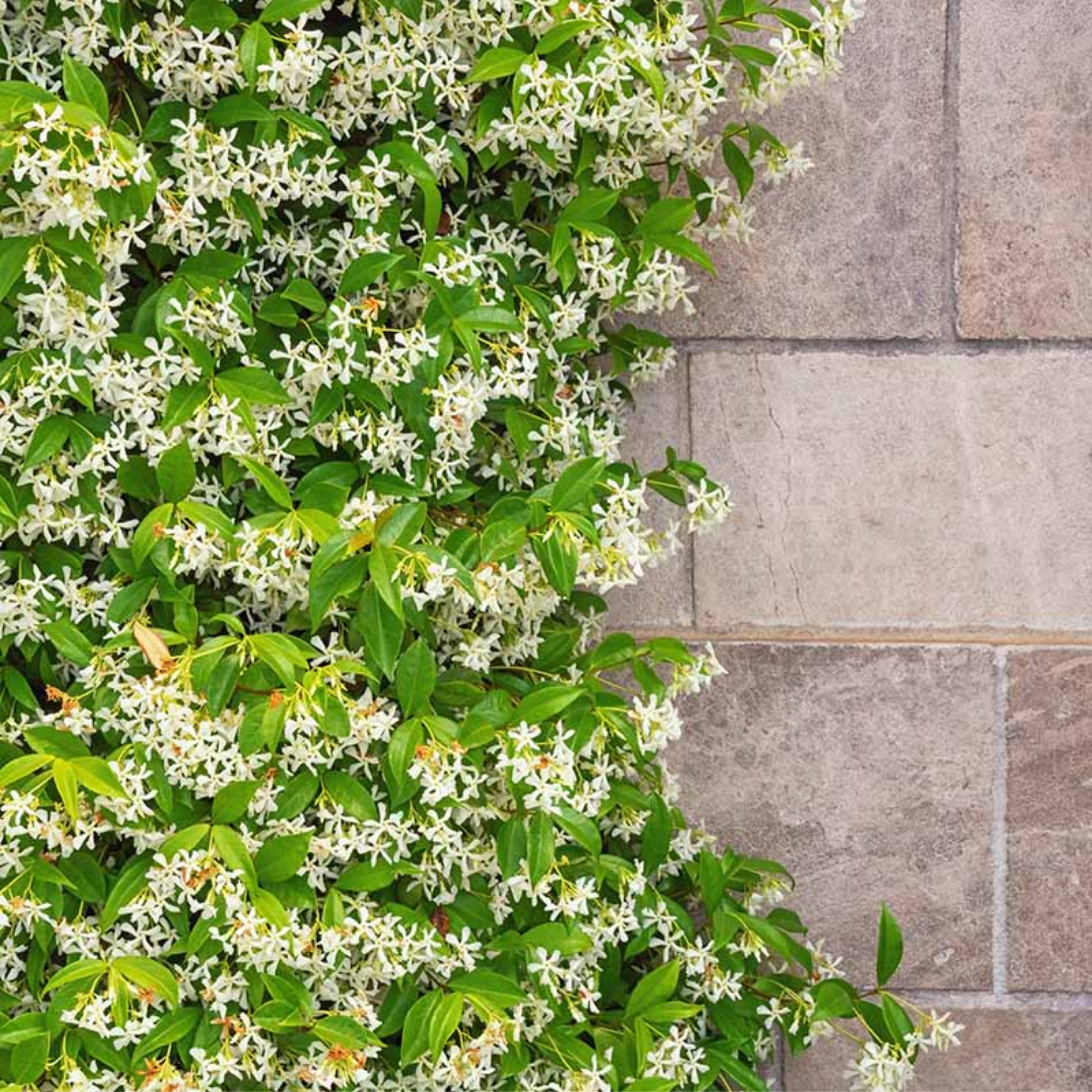 Chinese Star Jasmine - Trachelospermum jasminoides Jessamine