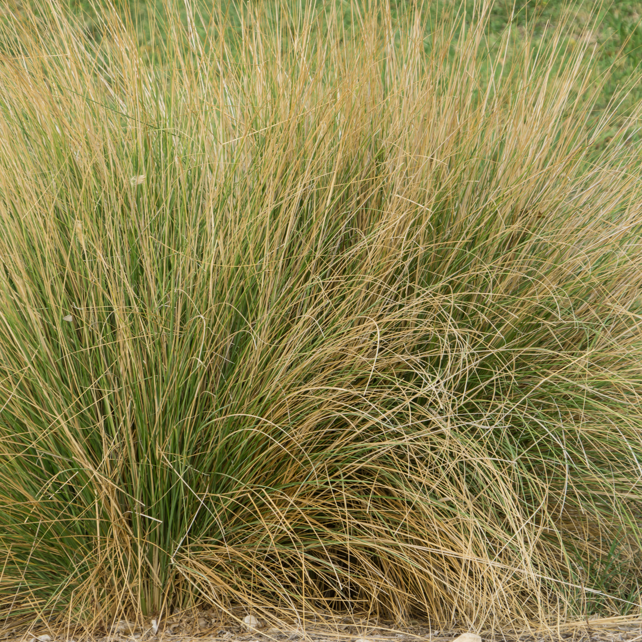 Soft Tussock Grass