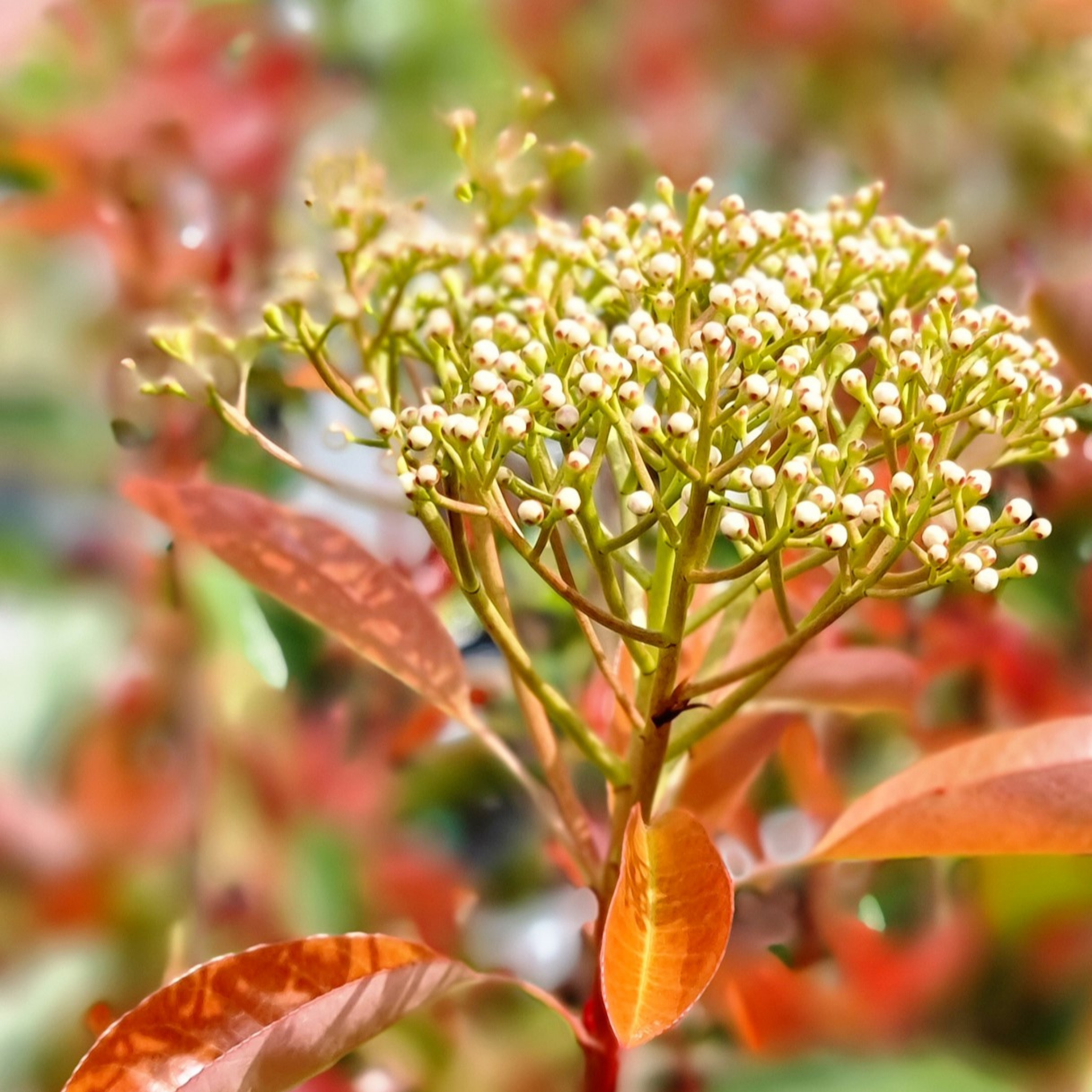 Close-up of a plant with red leaves and small white flowers.
