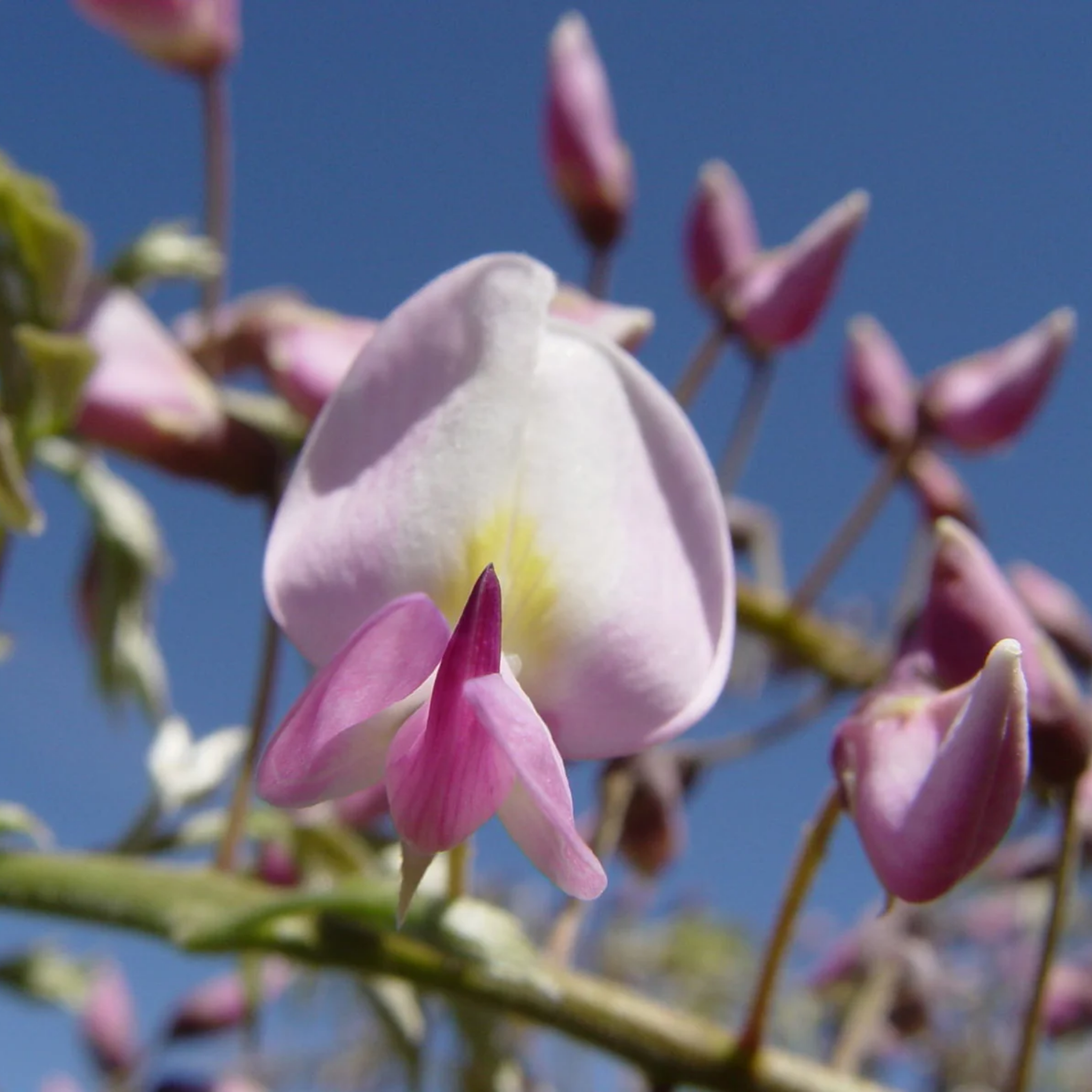 Pink Japanese Wisteria - Wisteria floribunda Honbeni