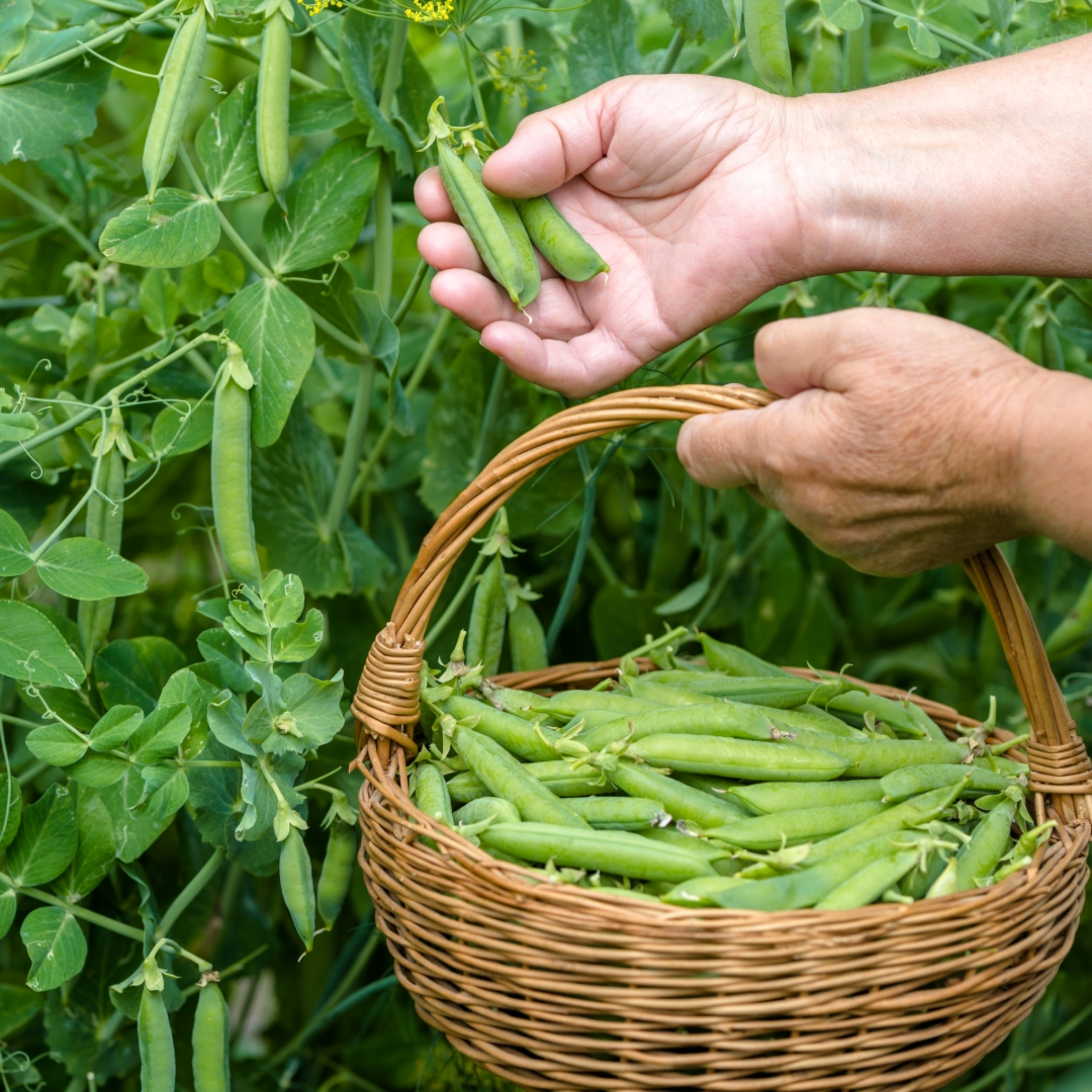 Garden Pea - Pisum sativum Common Green Pea