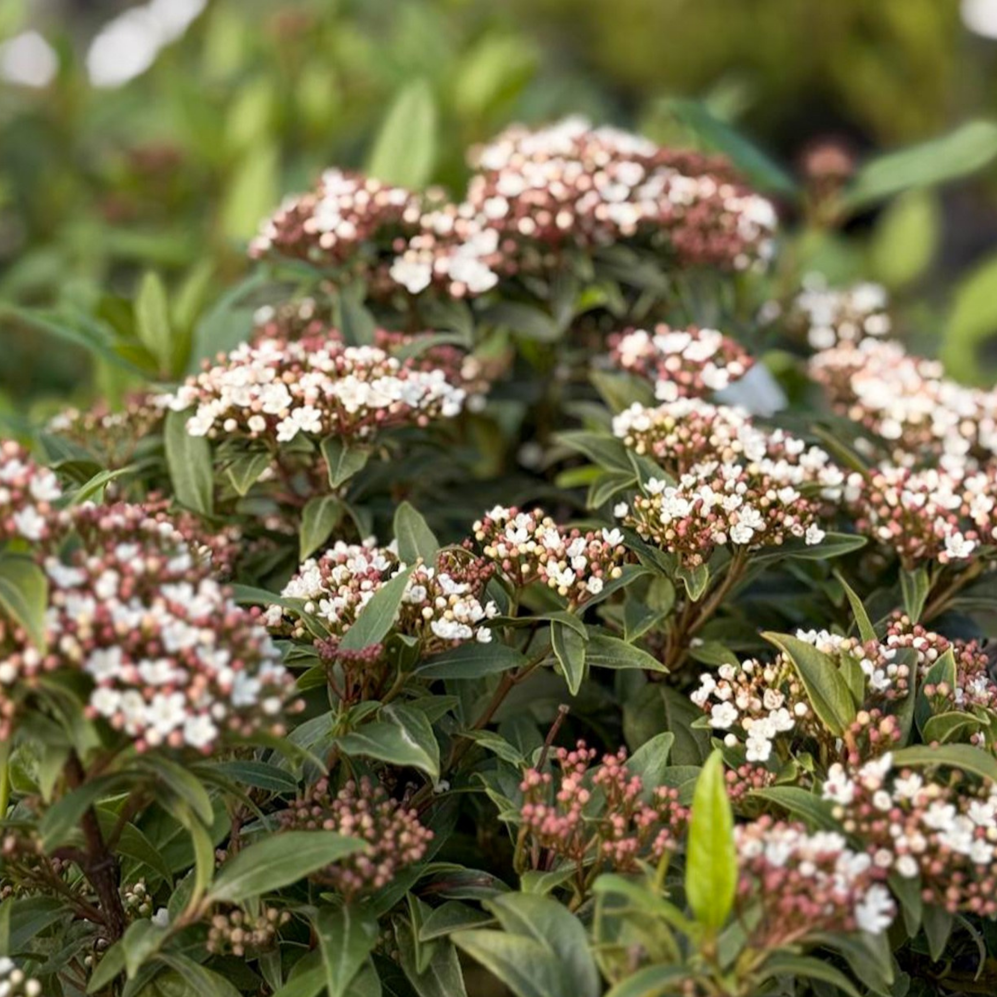Viburnum tinus - Laurustinus