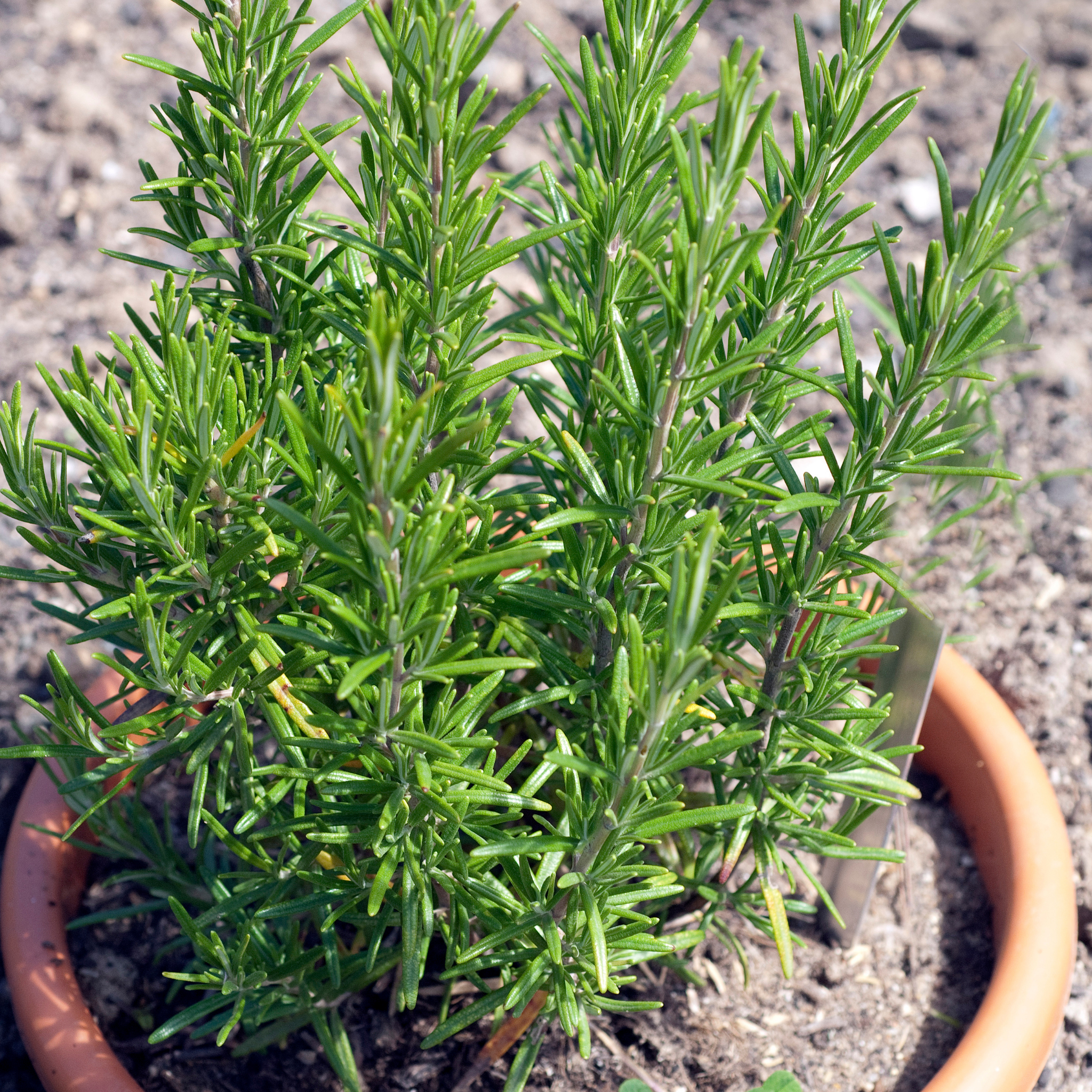 Rosemary - Rosmarinus officinalis