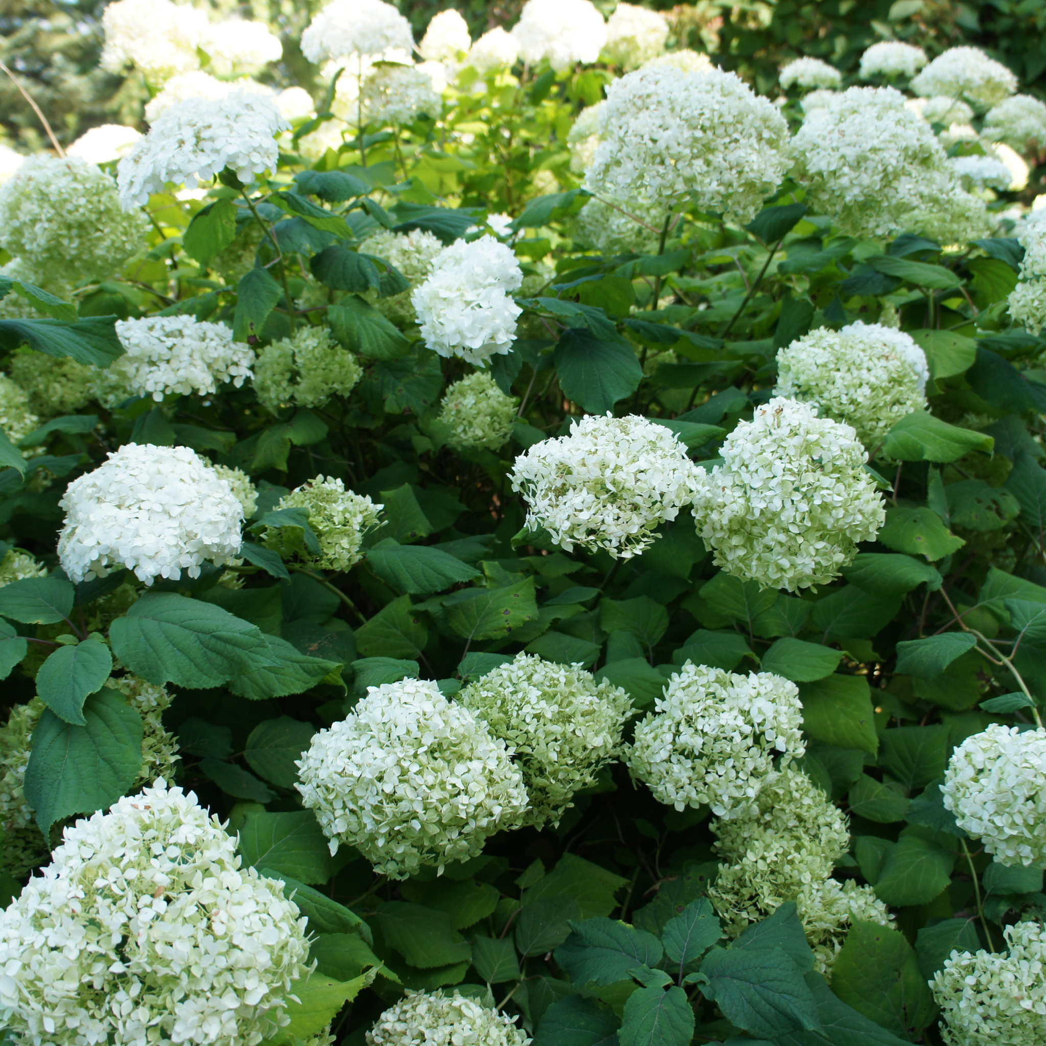 Hydrangea arborescens 'Annabelle' – Smooth Hydrangea