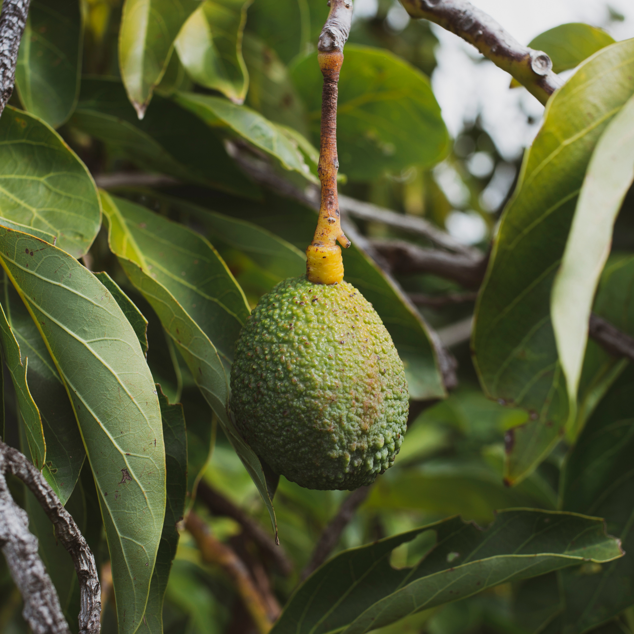 Jala Avocado Tree - Persea americana 'Jala'