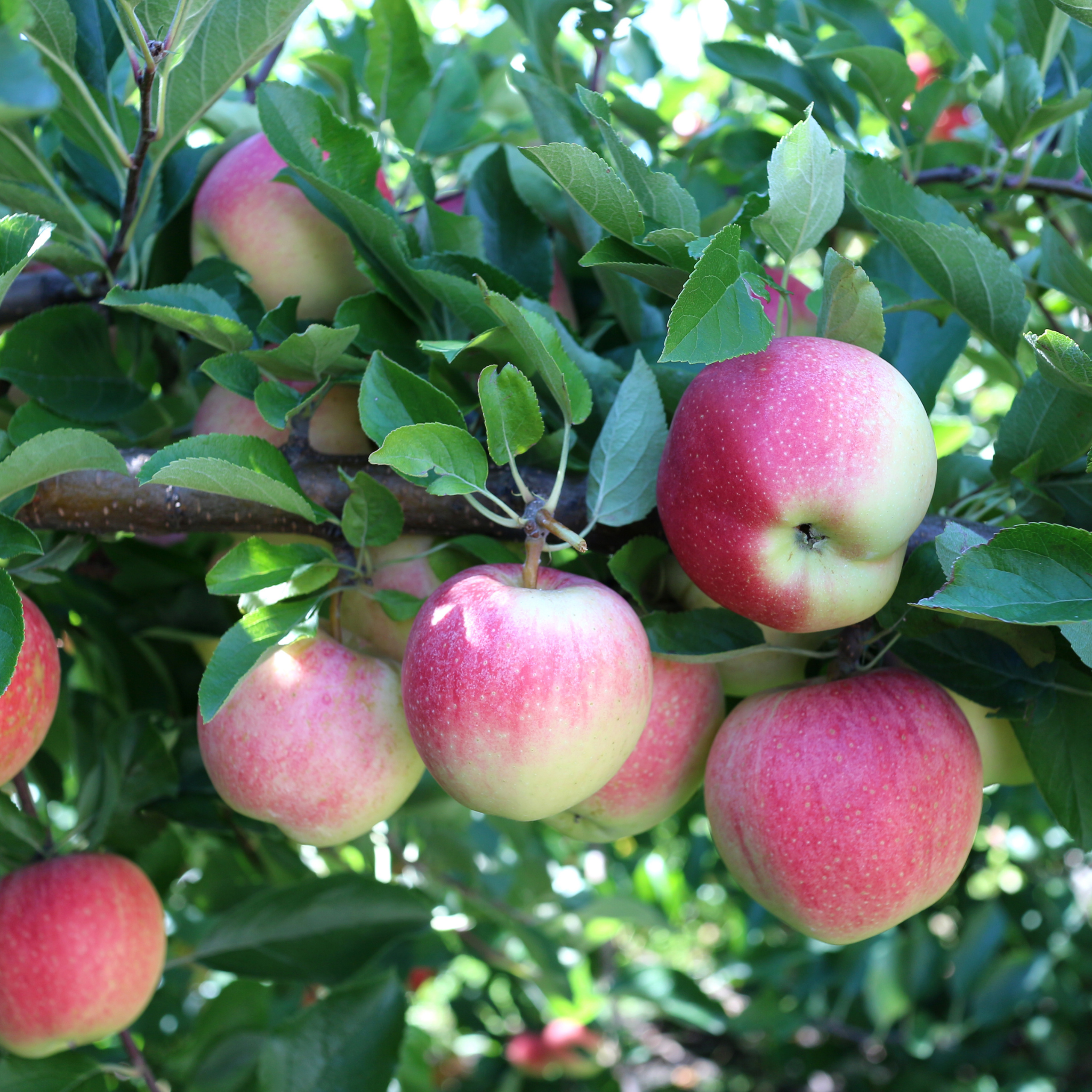 Apple Gala Tree - Malus domestica Gala Apple