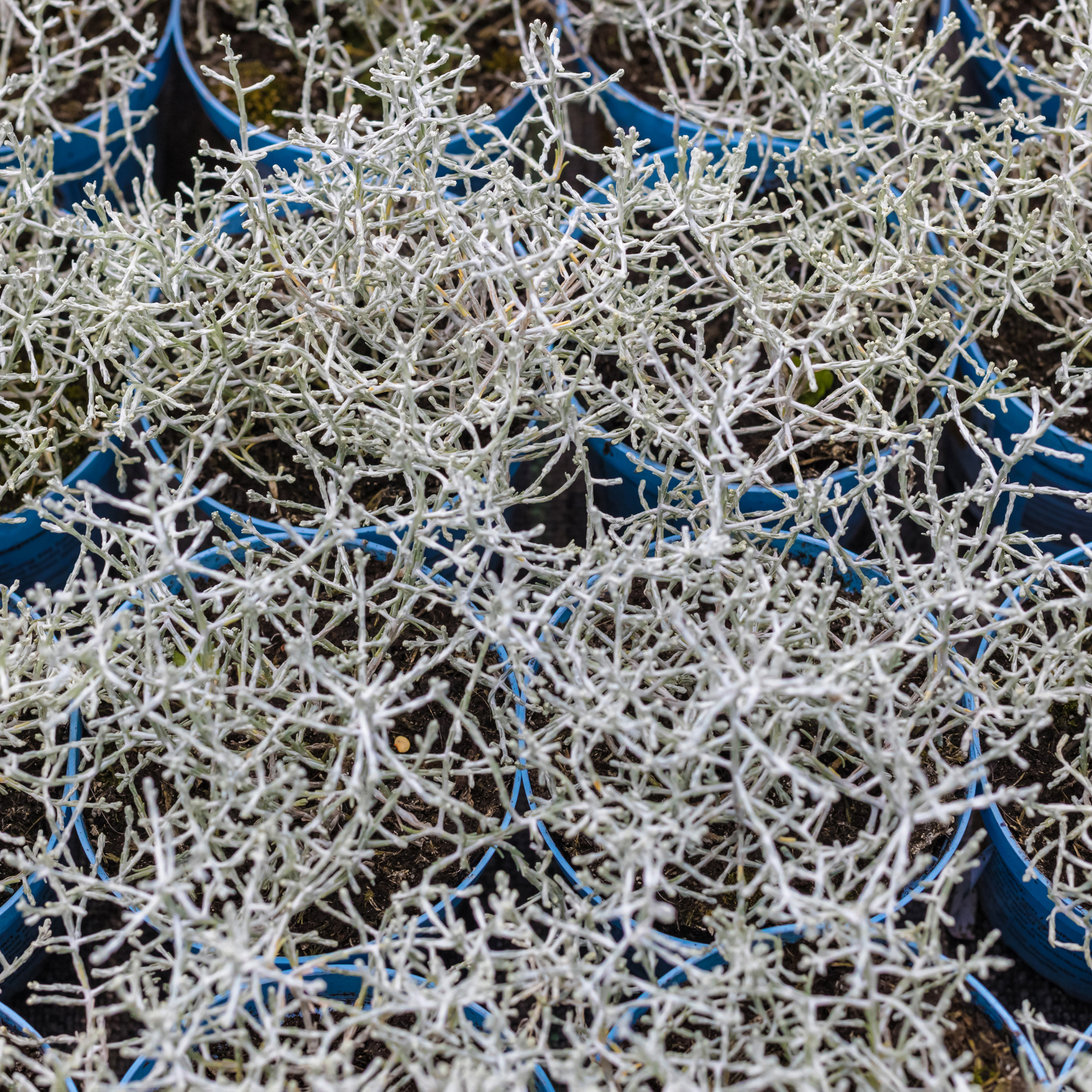 Cushion Bush Sliver Nugget - Leucophyta brownii Silver Nugget