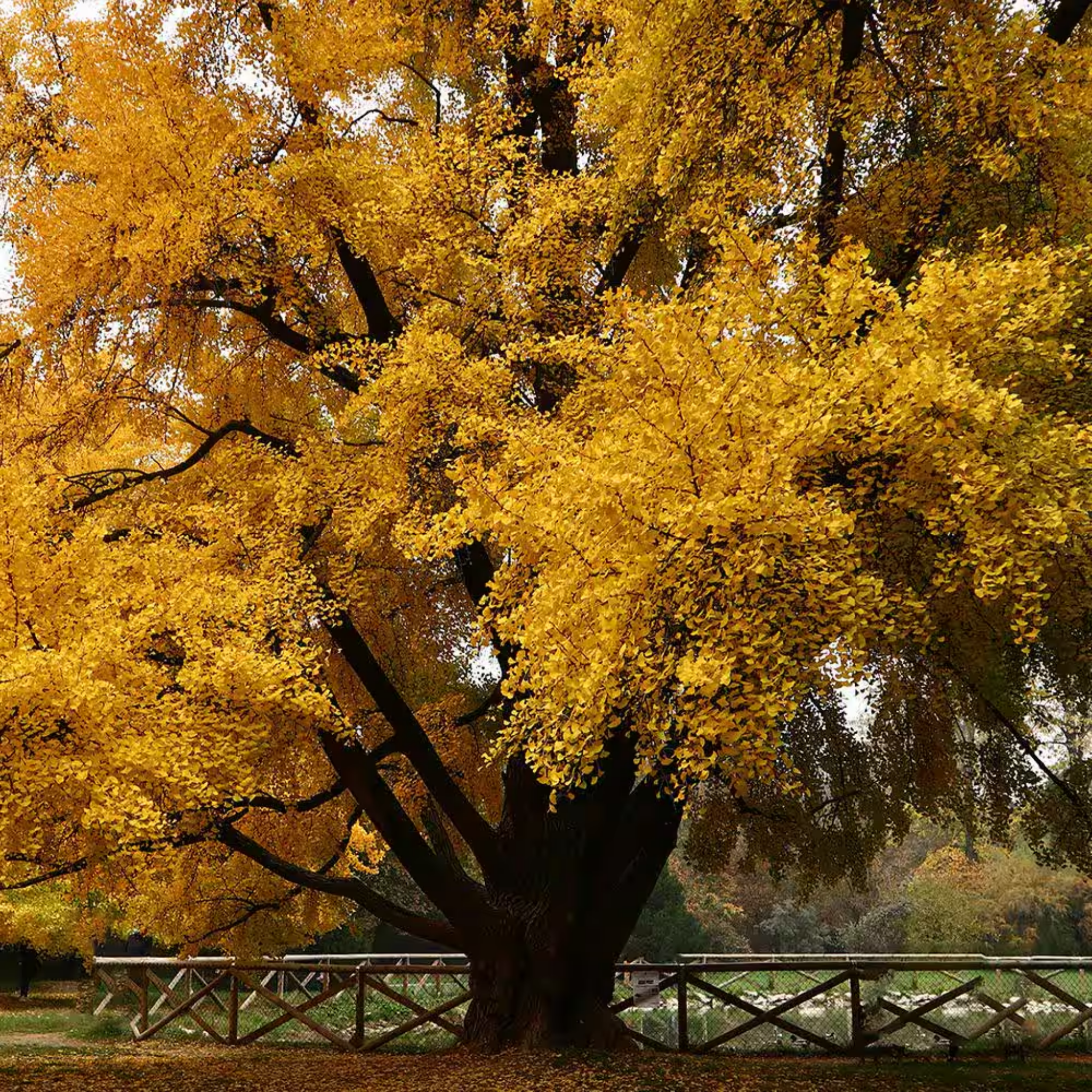 Ginkgo biloba - Maidenhair Tree Conifer