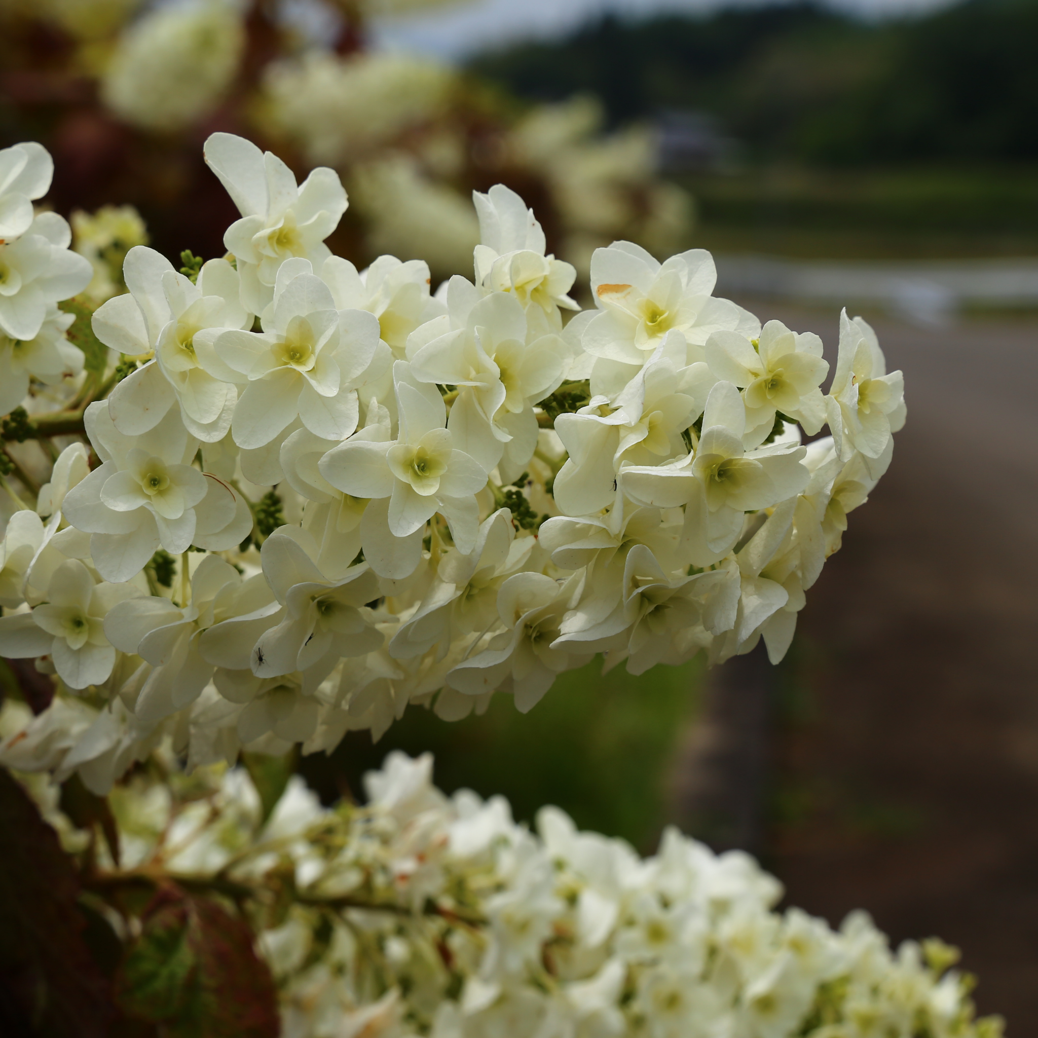 Oakleaf Hydrangea - Hydrangea quercifolia 'Snow Queen'