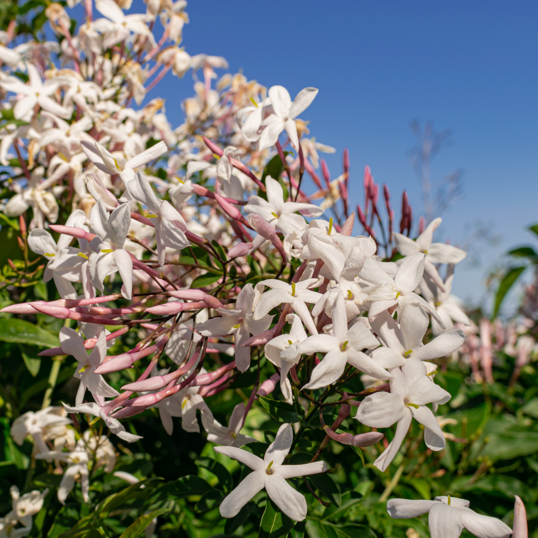 Pink Jasmine - Jasminum polyanthum