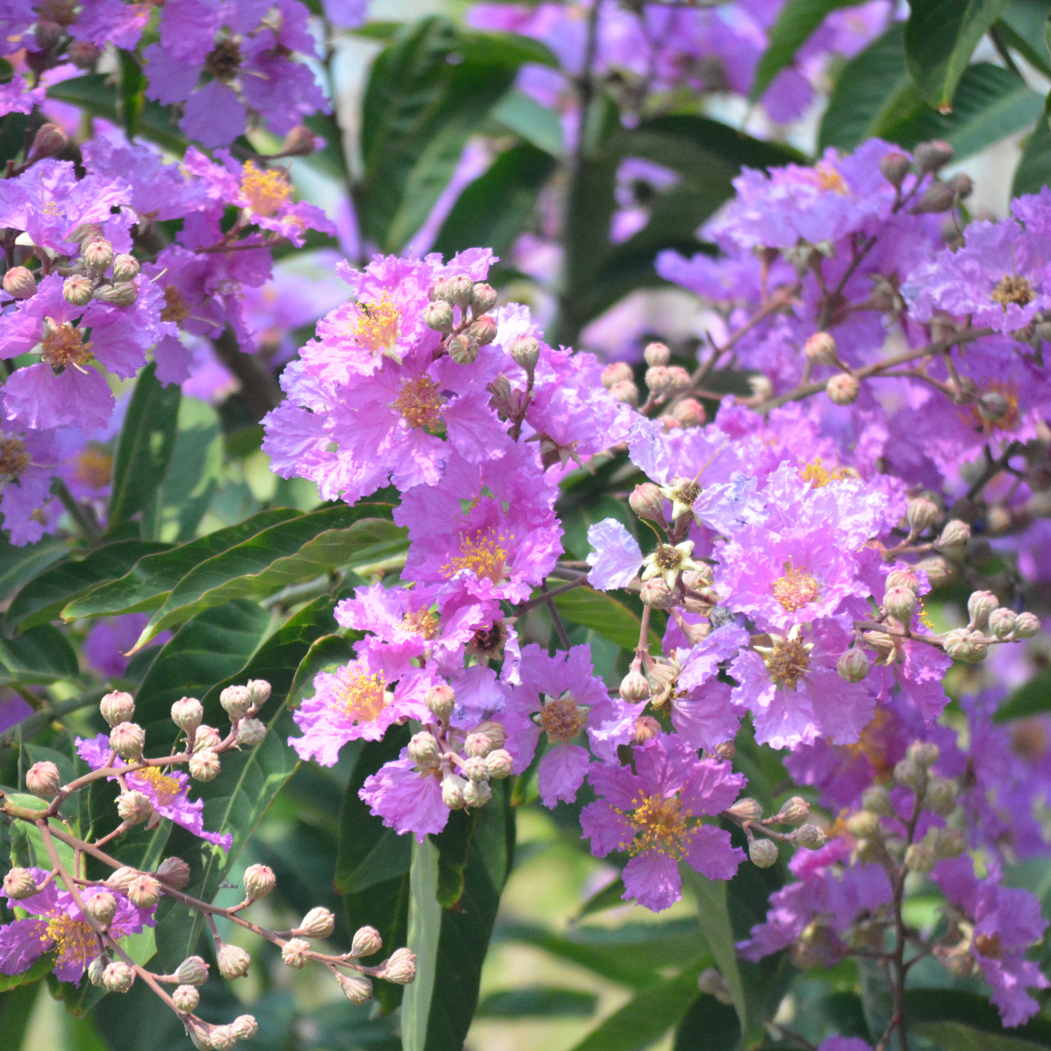 Purple Crepe Myrtle - Lagerstroemia indica fauriei Lipan