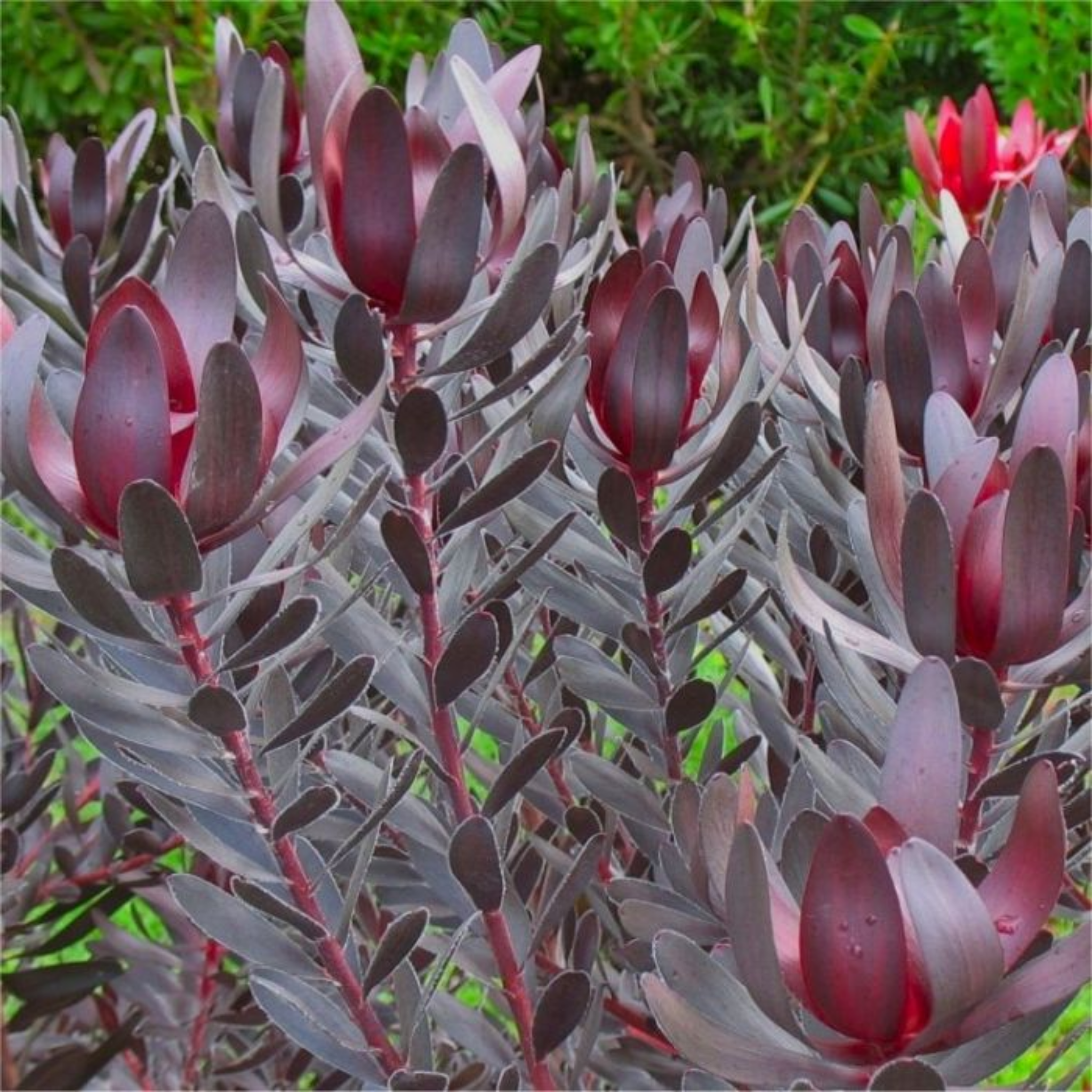 Burgundy Sunset Conebush - Leucadendron laureolum Burgundy Sunset