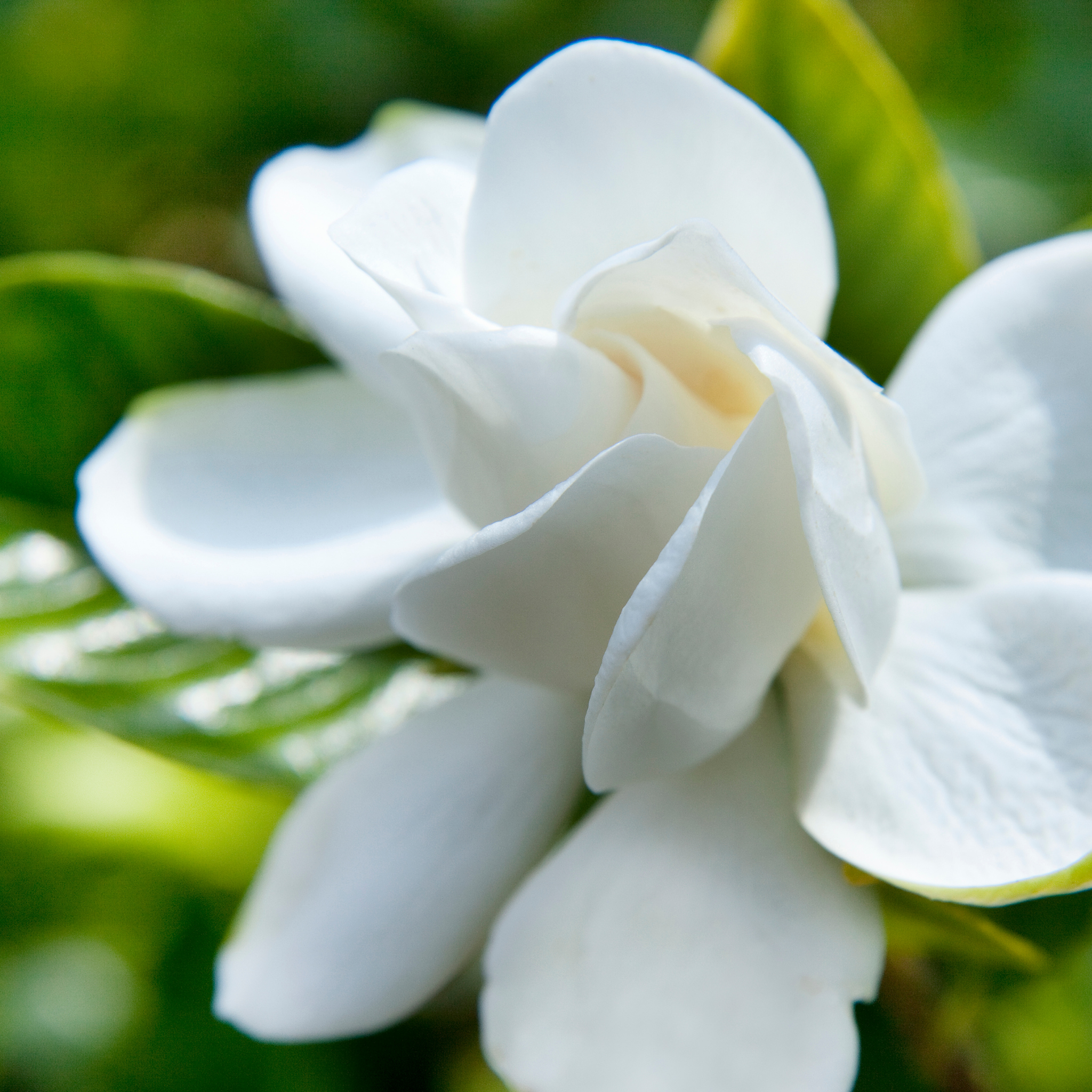 Fragrant Gardenia Florida - Gardenia augusta Florida
