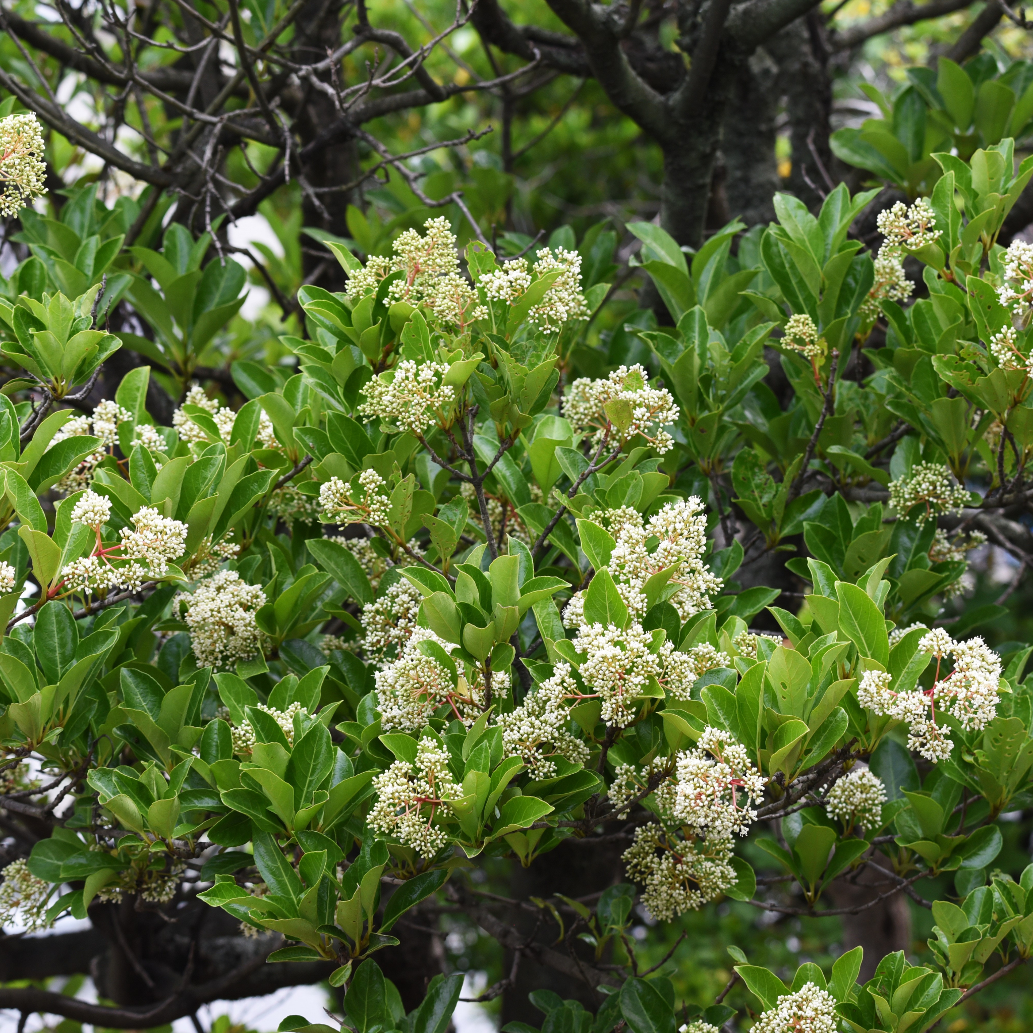 Green leaves and small white flowers on a tree branch
