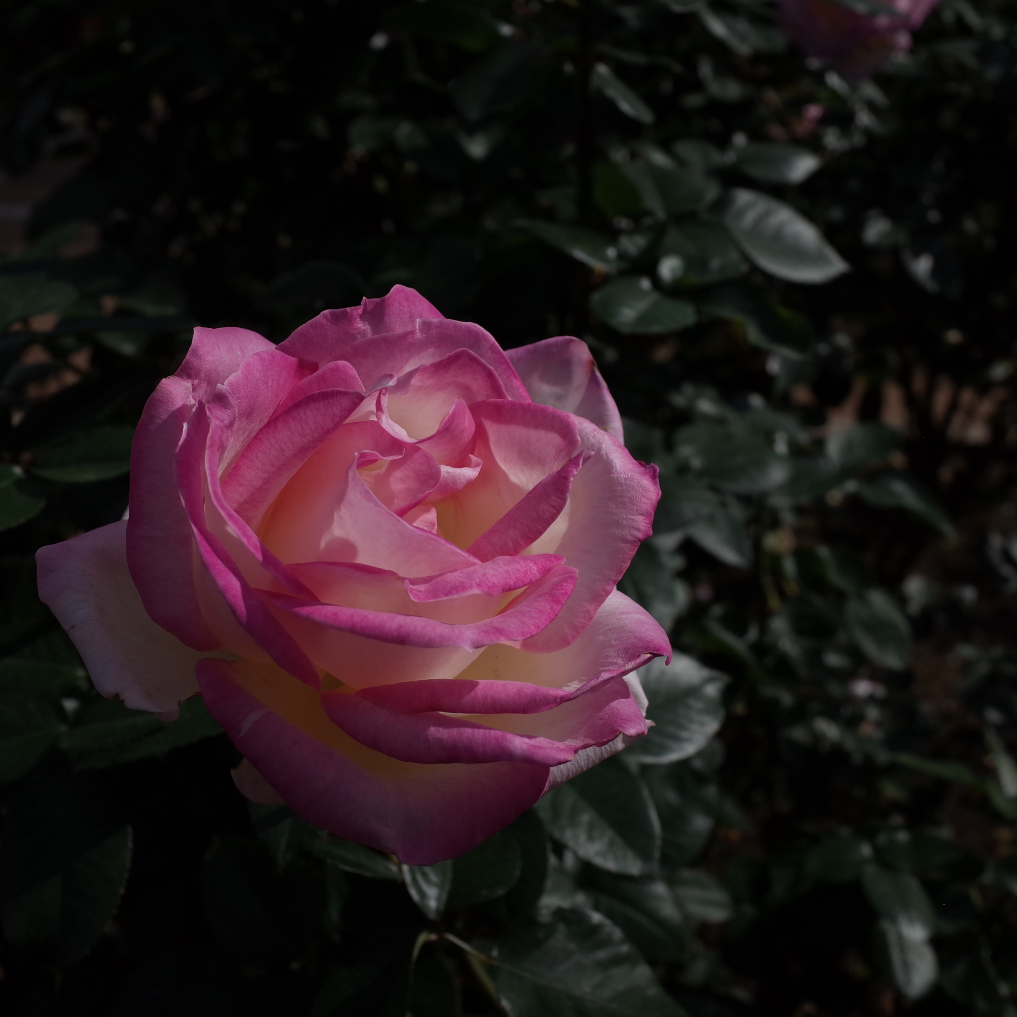 Princesse De Monaco Hybrid Tea Rose - Rosa Princesse De Monaco