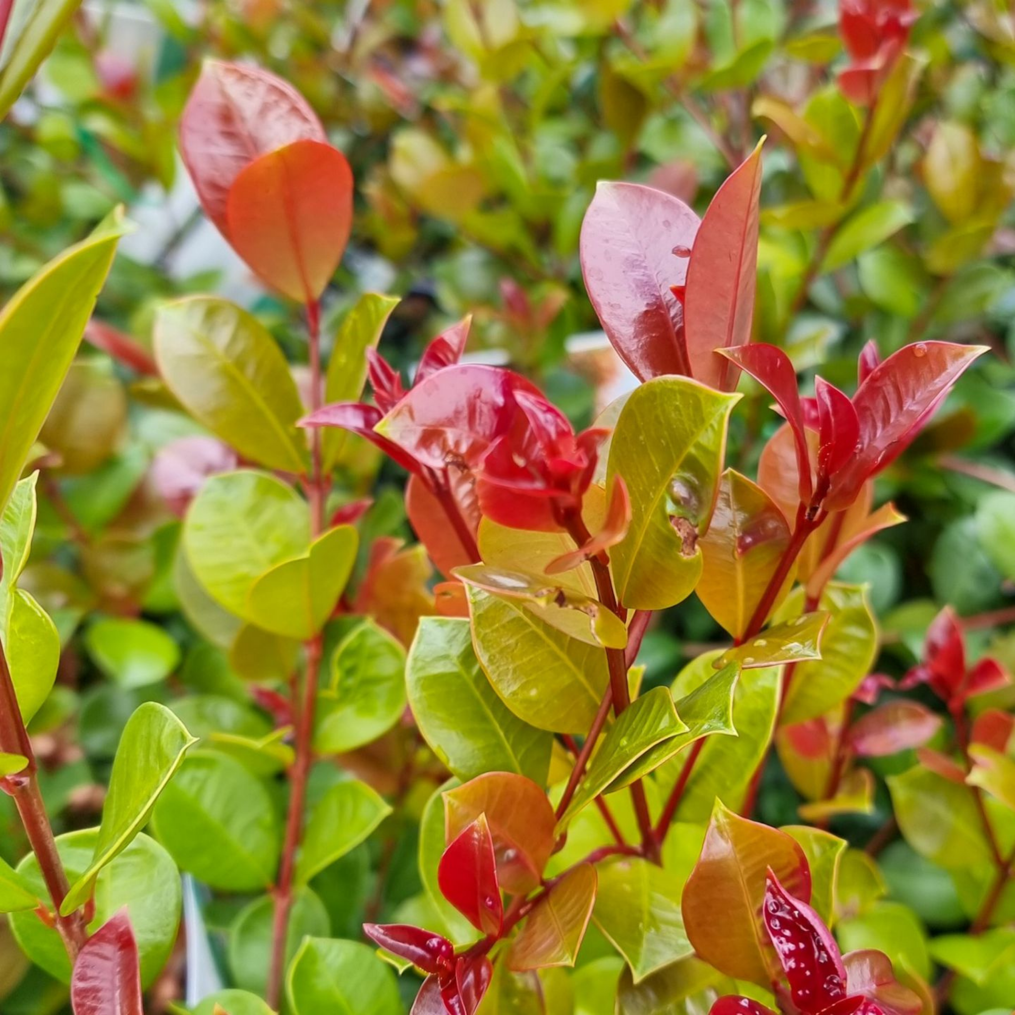 Lilly Pilly Big Red - Syzygium australe Big Red PBR