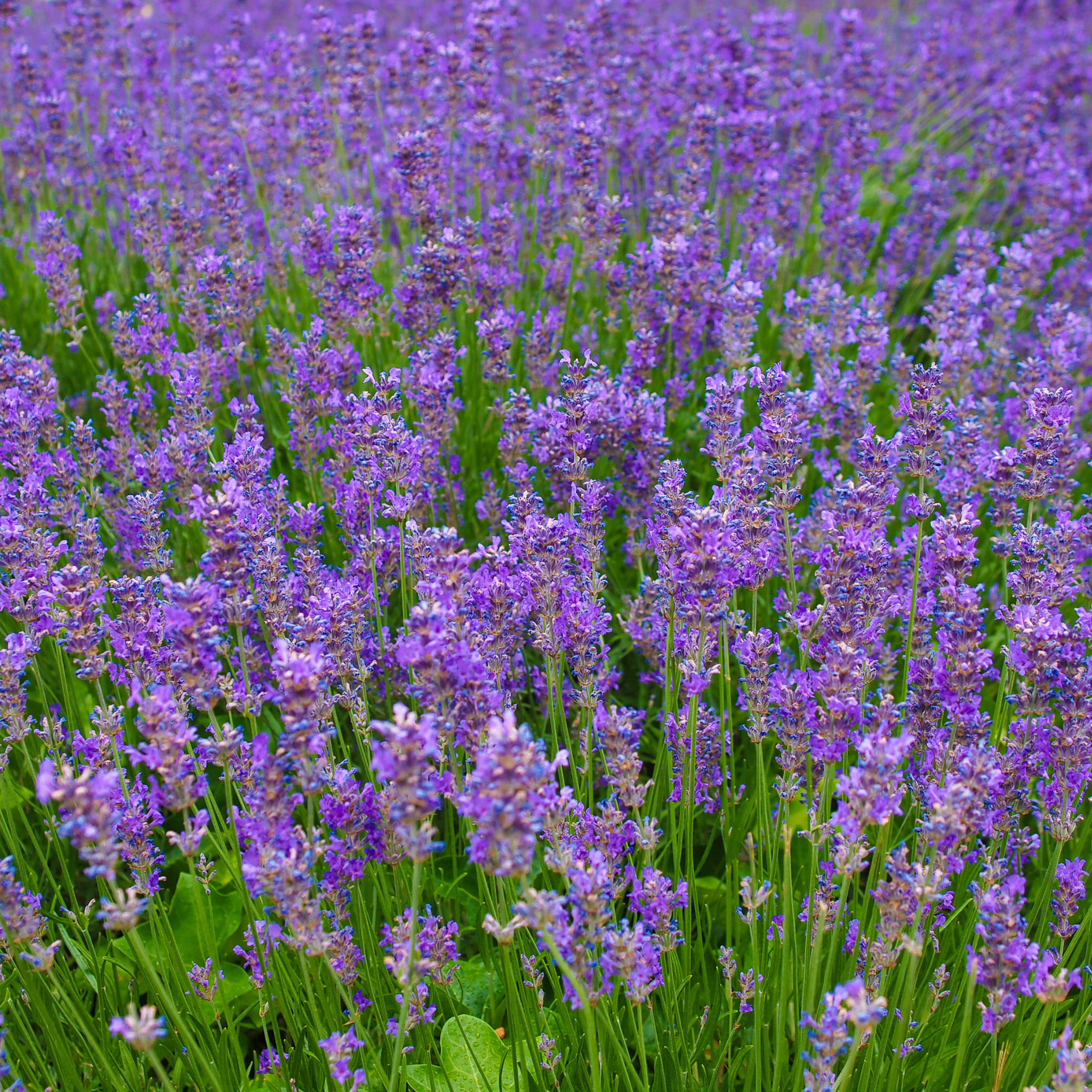 English Lavender - Lavandula angustifolia