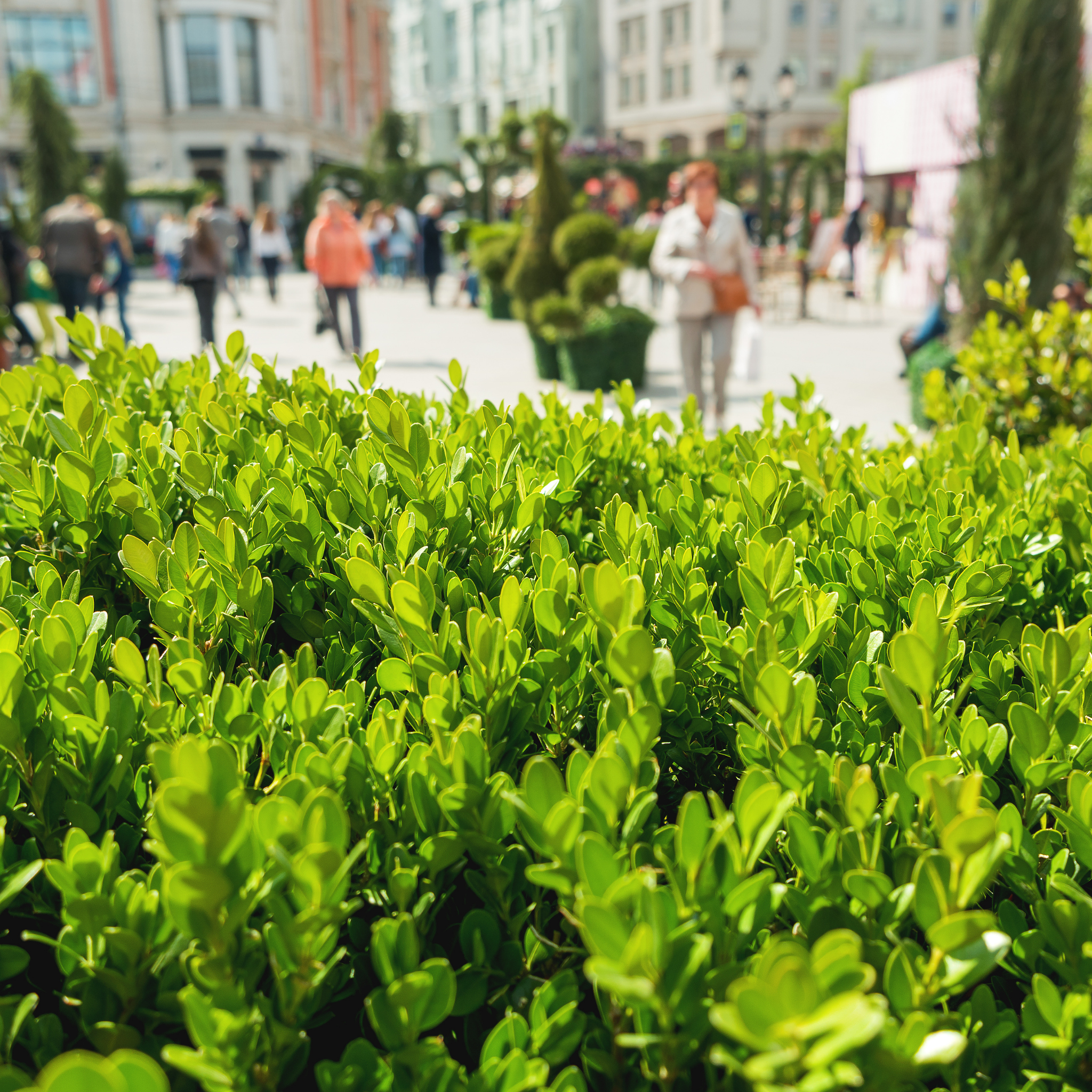 Green bush with a blurred cityscape in the background