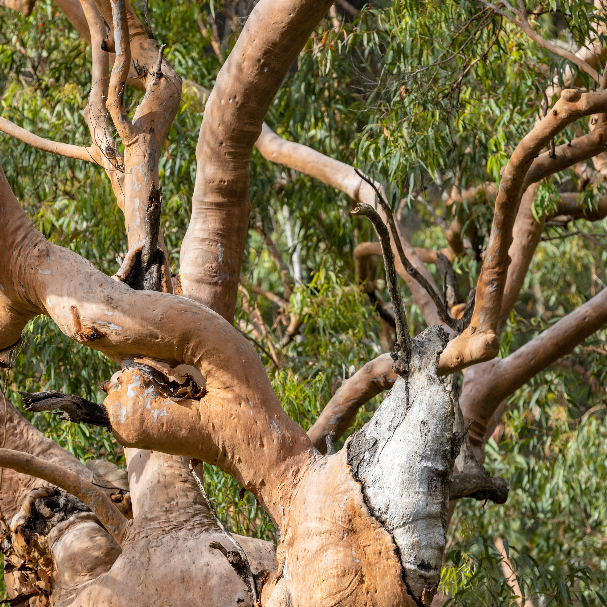 Sydney Red Gum / Smooth Barked Apple Gum / Rose Gum - Angophora costata