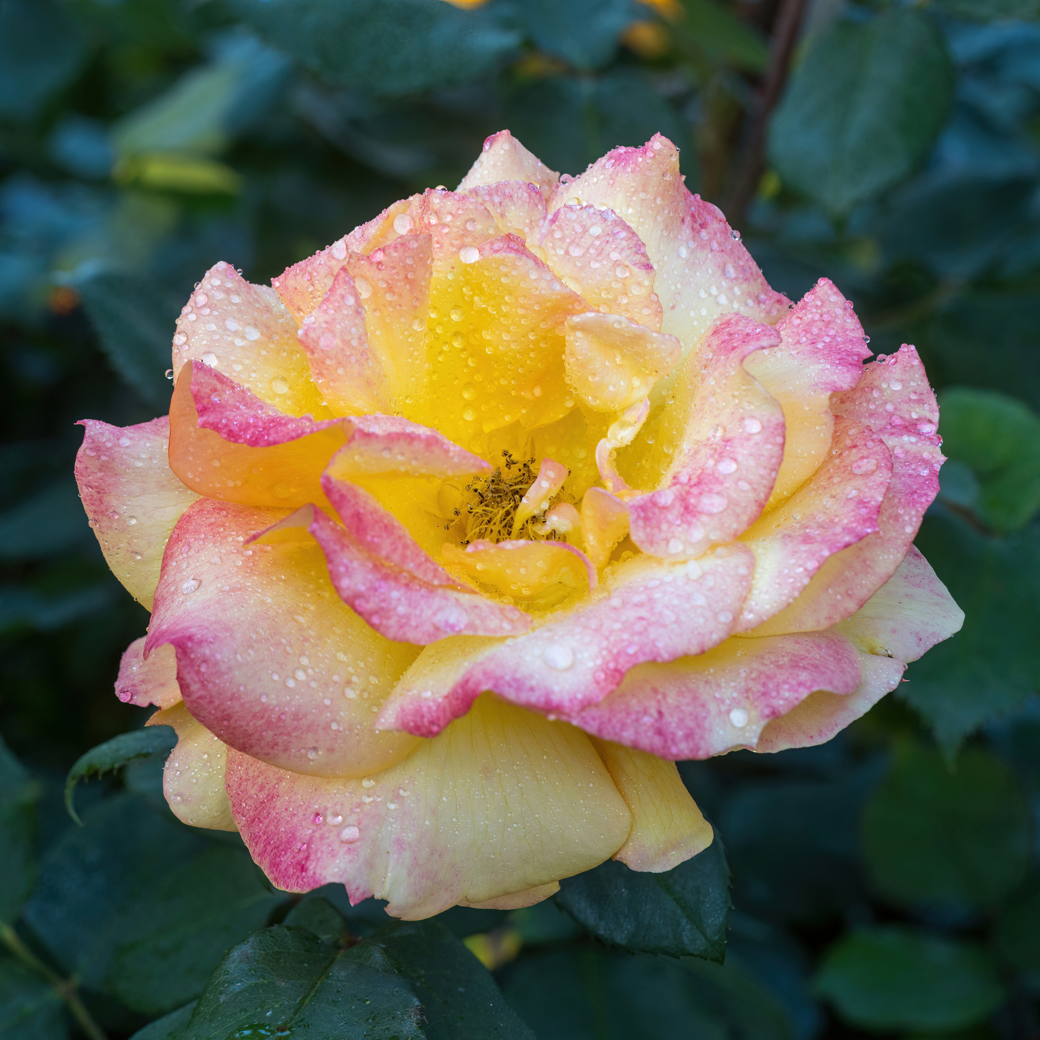 Peace Hybrid Tea Rose - Rosa Peace