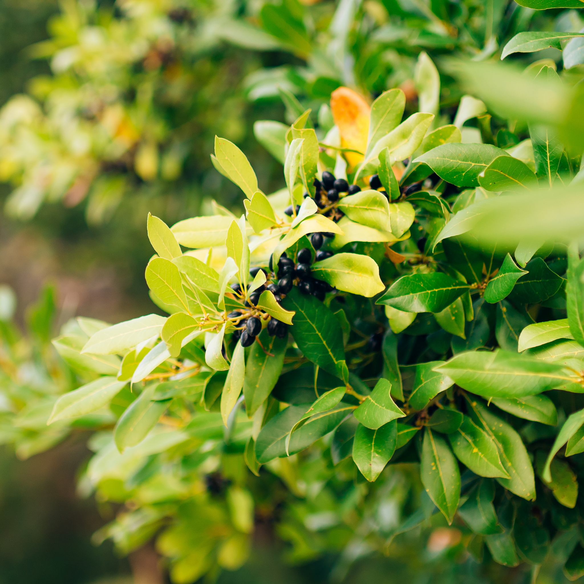 Bay Laurel 'Miles Choice' - Laurus nobilis Miles Choice