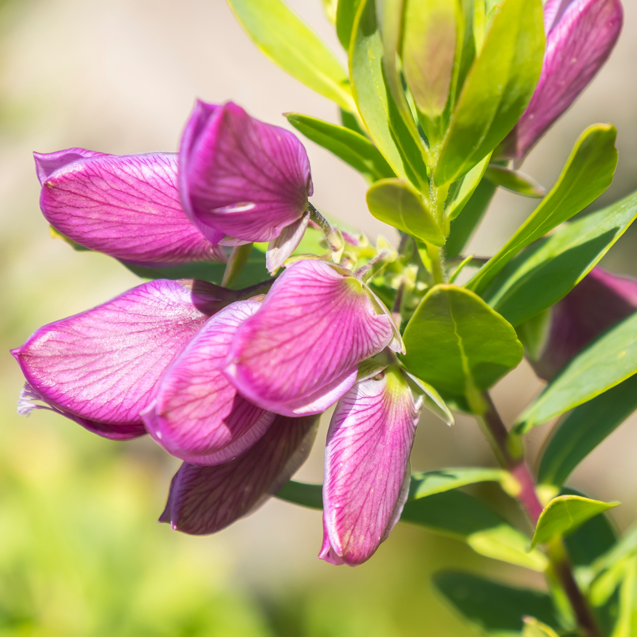 Sweet Pea Shrub - Polygala myrtiflora Grandiflora