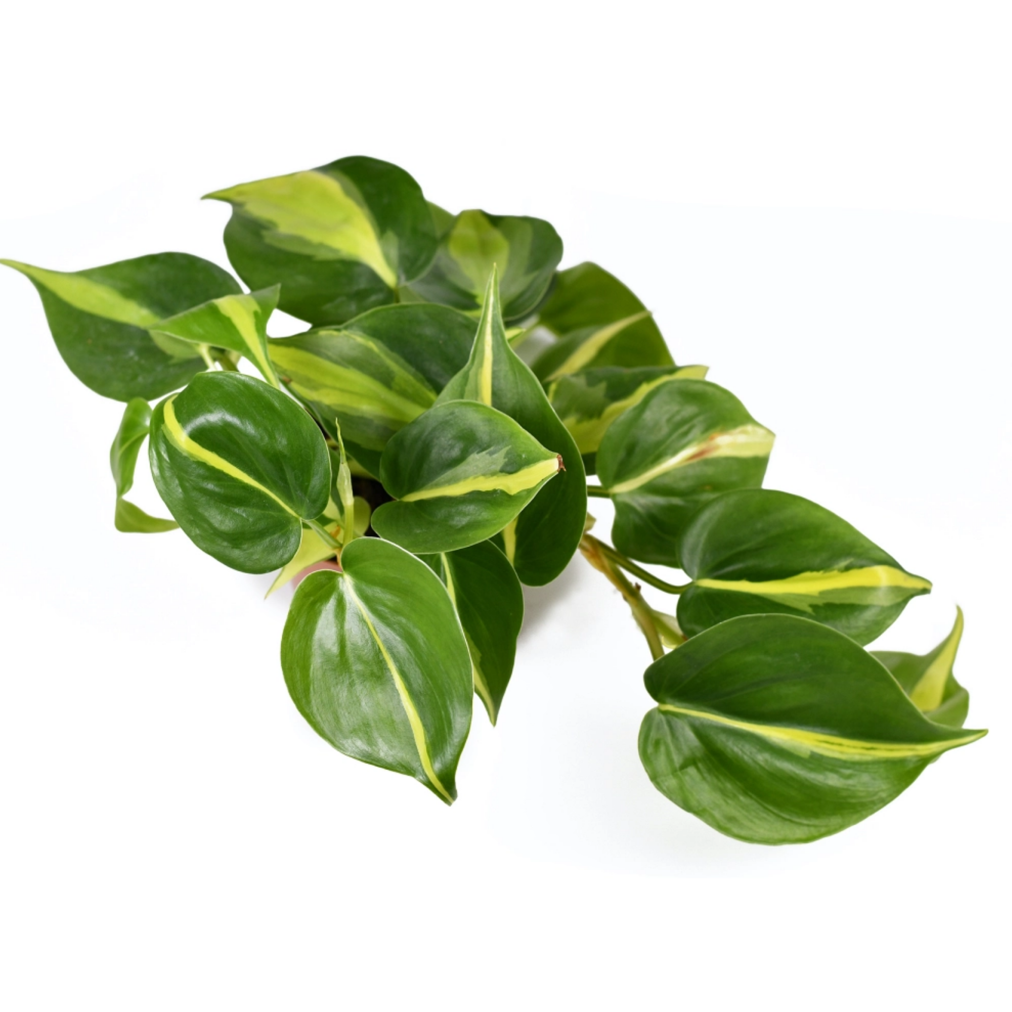 Heart Leaf Philodendron - Philodendron hederaceum Brasil