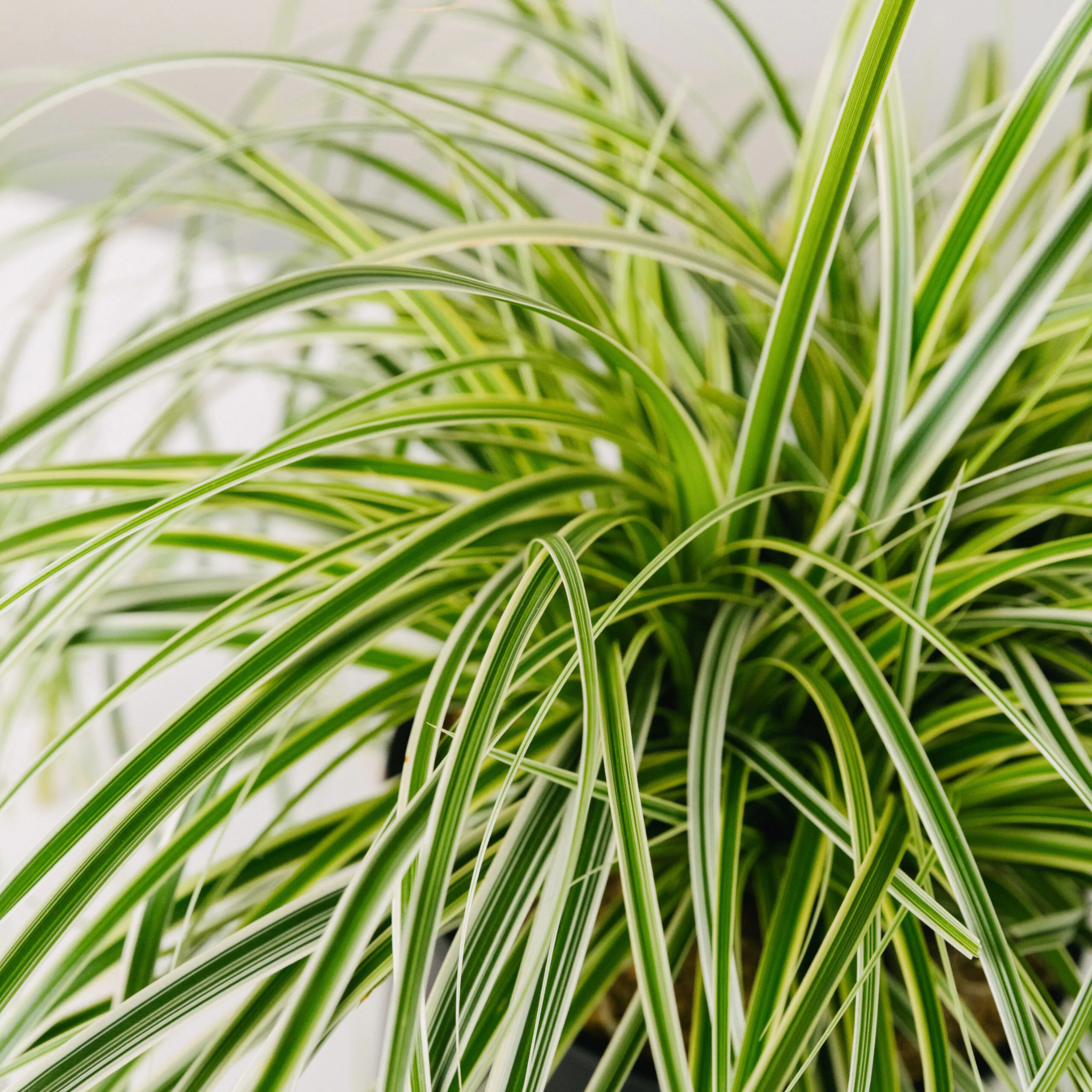 Close-up of a green and white striped houseplant with a blurred background