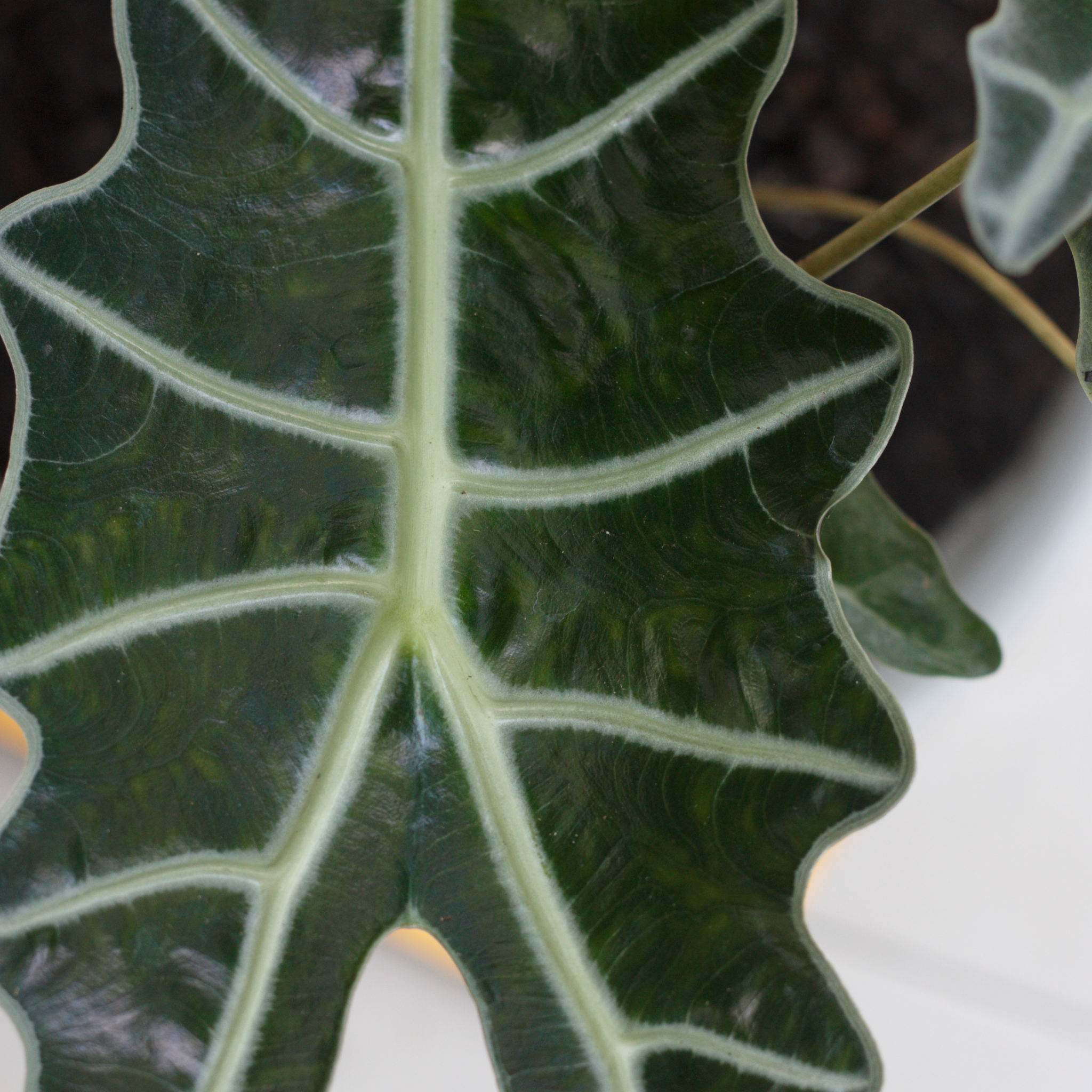 Elephants Ear - Alocasia amazonica