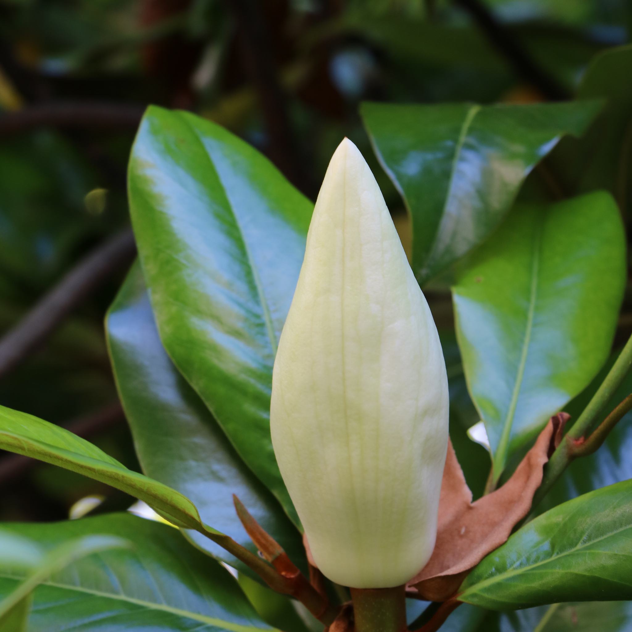 Magnolia Little Gem - Magnolia grandiflora Little Gem