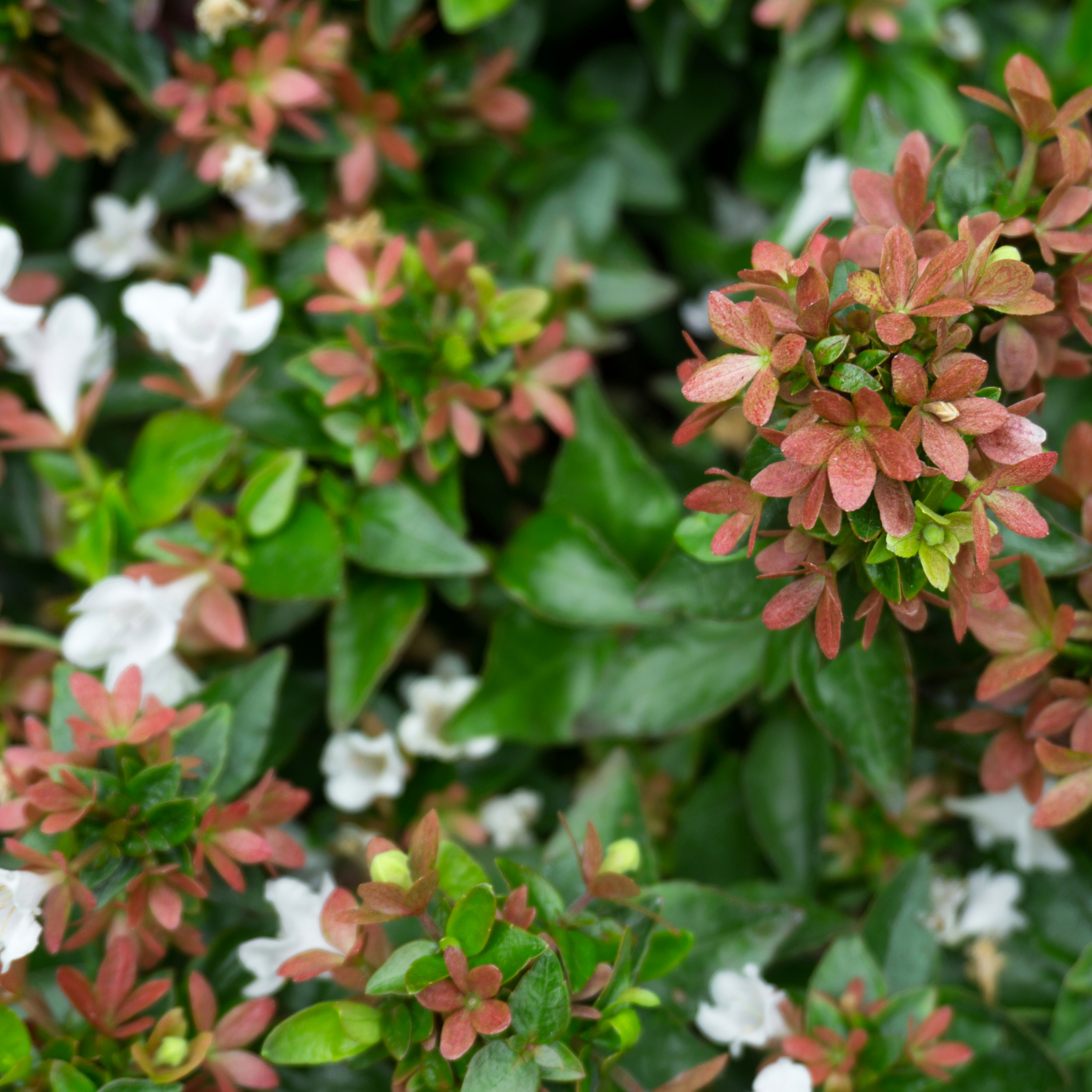 Dwarf Glossy Abelia - Abelia grandiflora 'Nana'