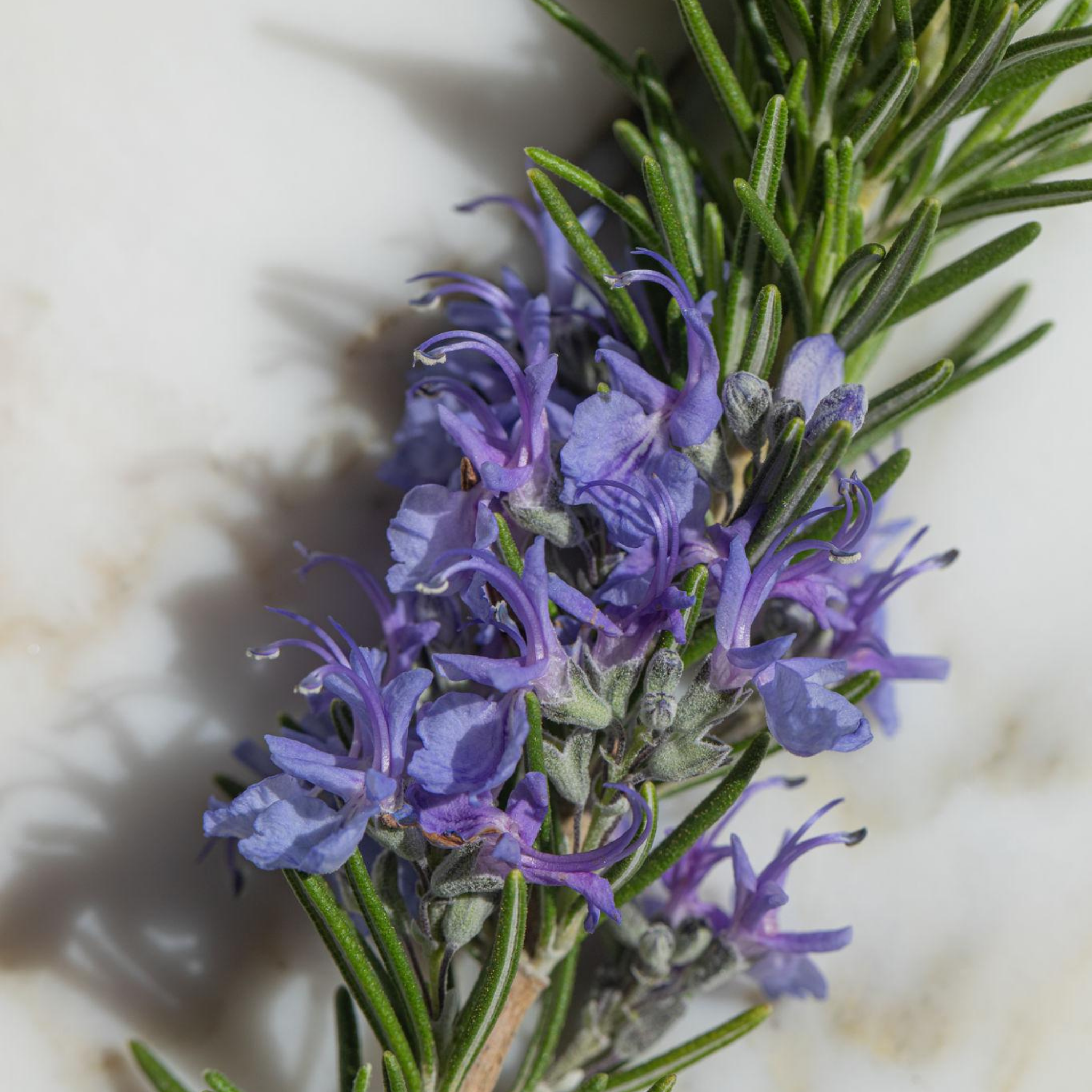 Rosemary Tuscan Blue - Rosmarinus officinalis Tuscan Blue