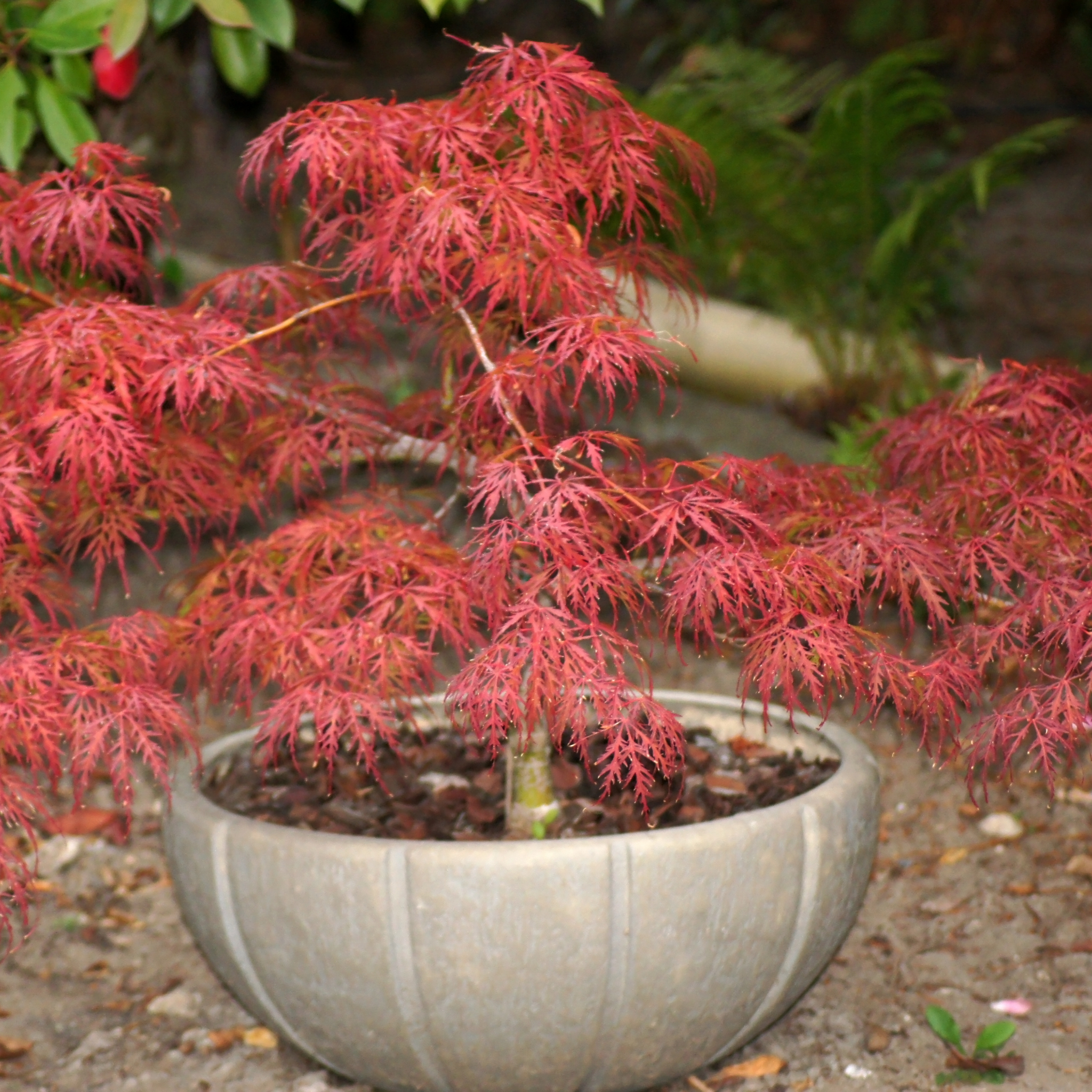 Weeping Japanese Maple Atropurpureum - Acer palmatum Dissectum Atropurpureum