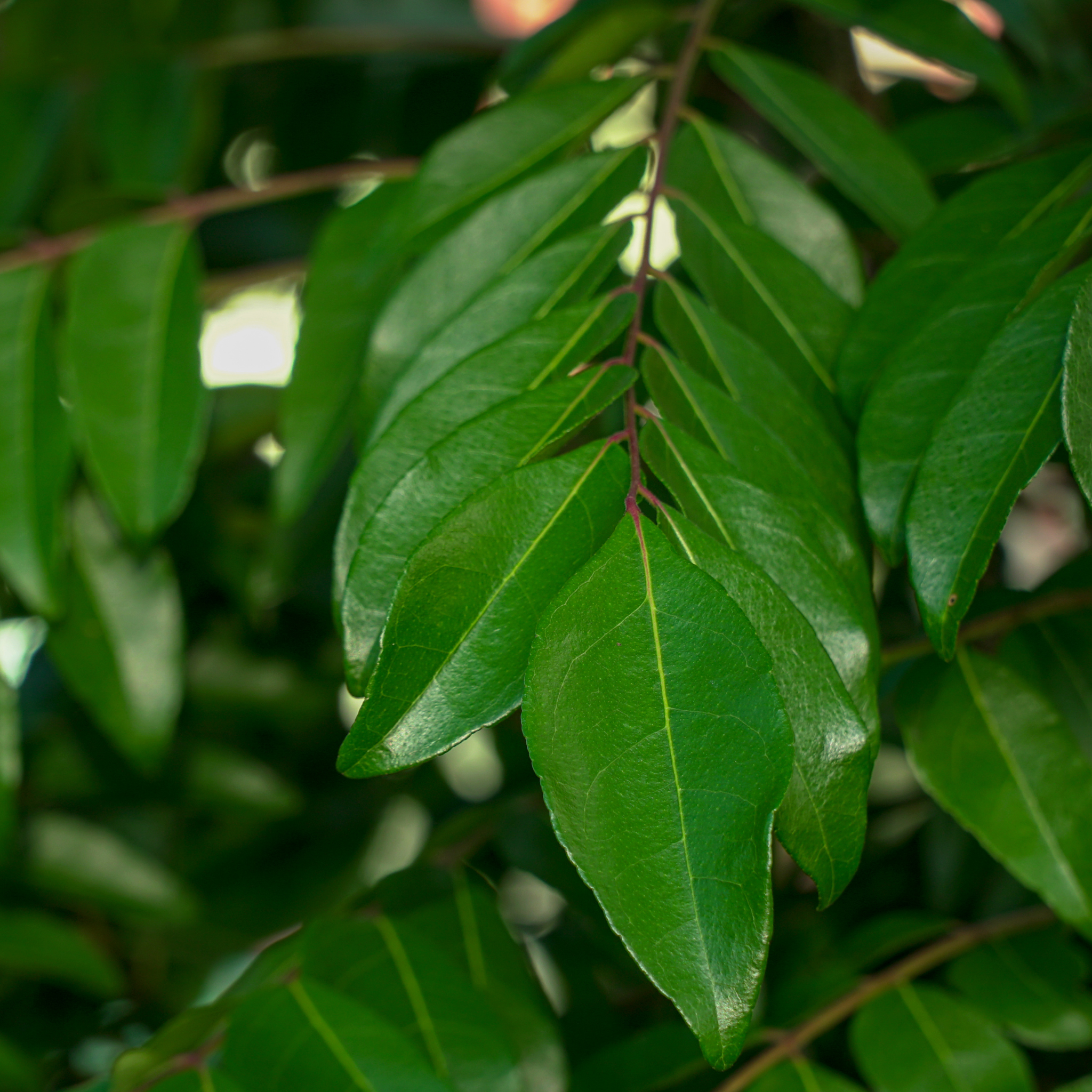Curry Tree - Murraya koenigii