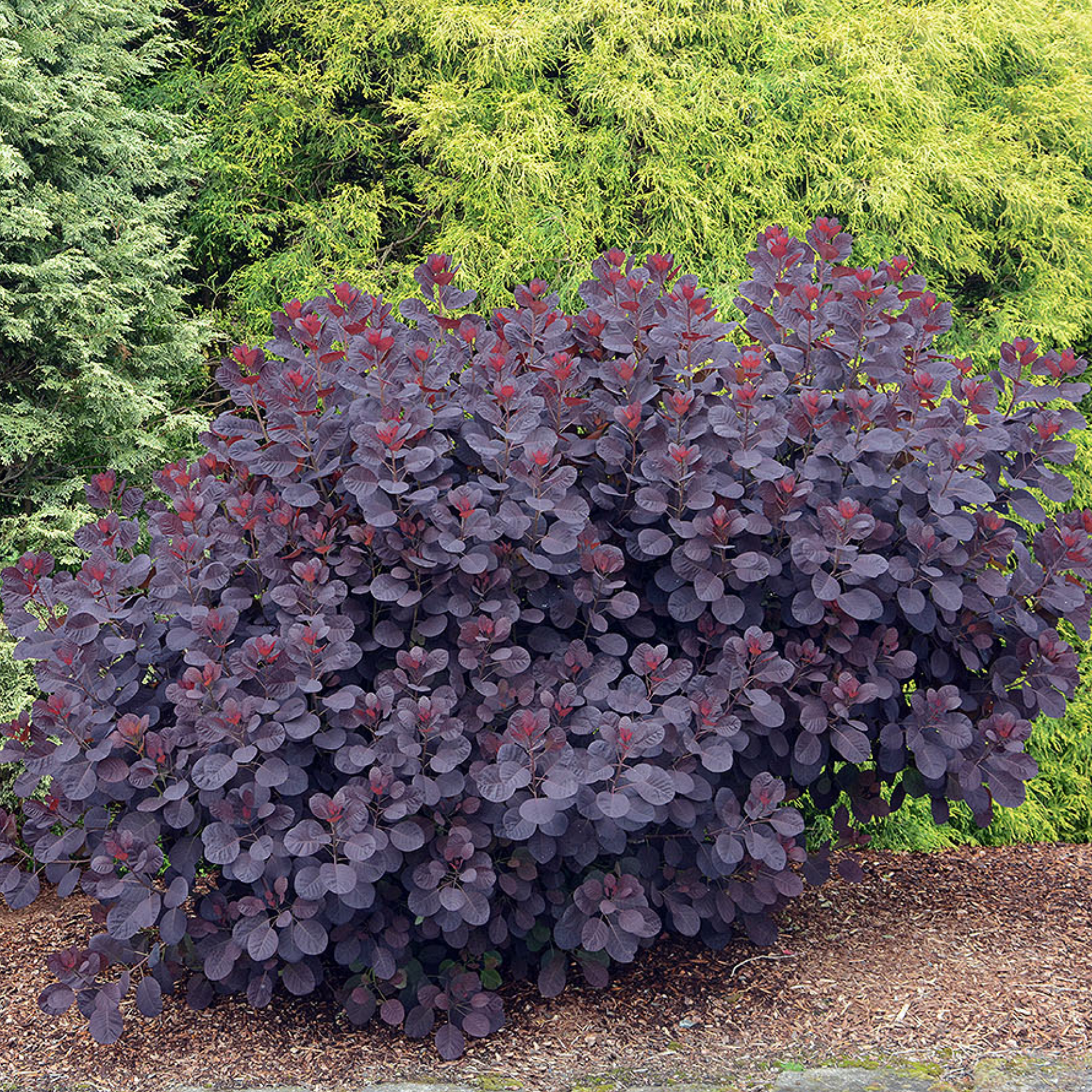 Cotinus coggygria Royal Purple Smoke Tree - Cotinus coggygria Royal Purple