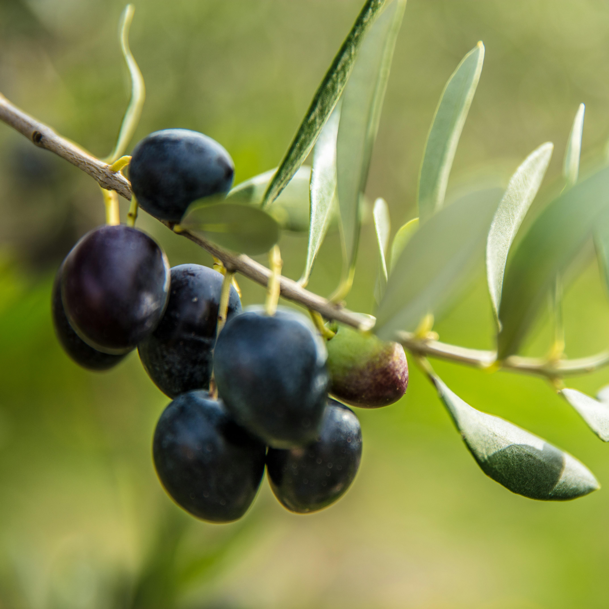 Manzanillo Olive Tree - Olea europaea Manzanillo