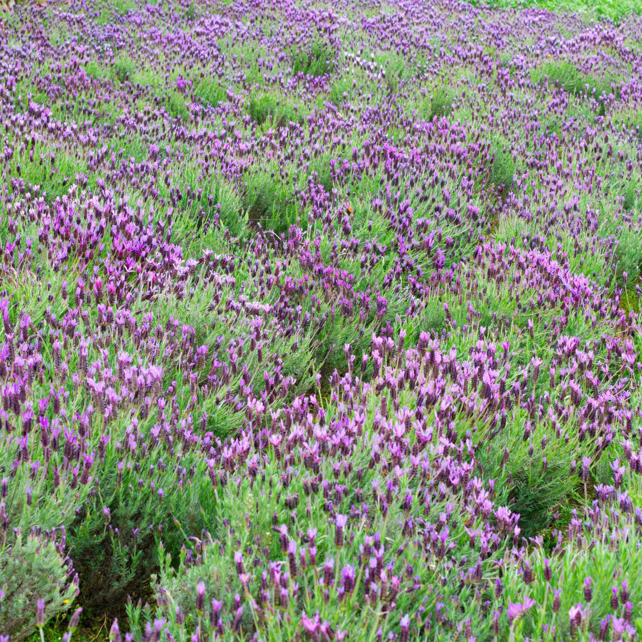 Spanish Lavender - Lavandula stoechas Avonview