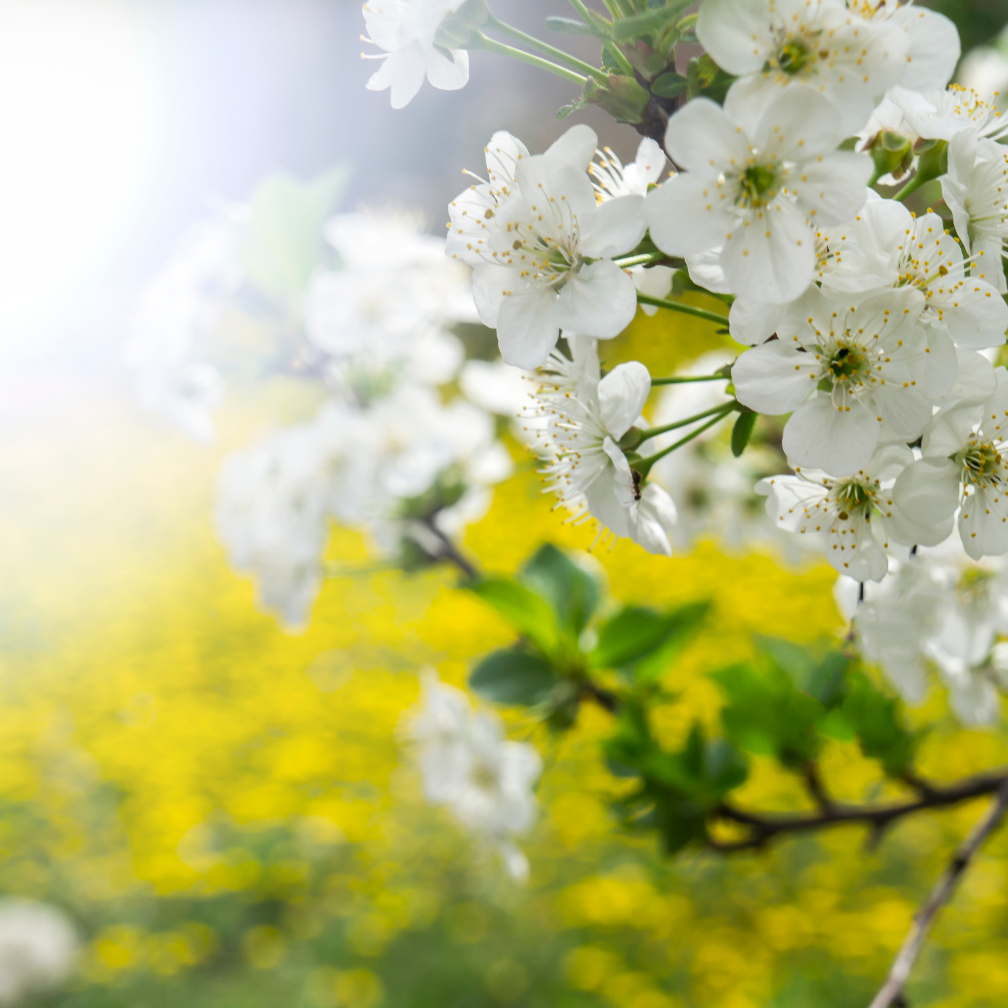 Close-up of white flowers with a blurred yellow and green background