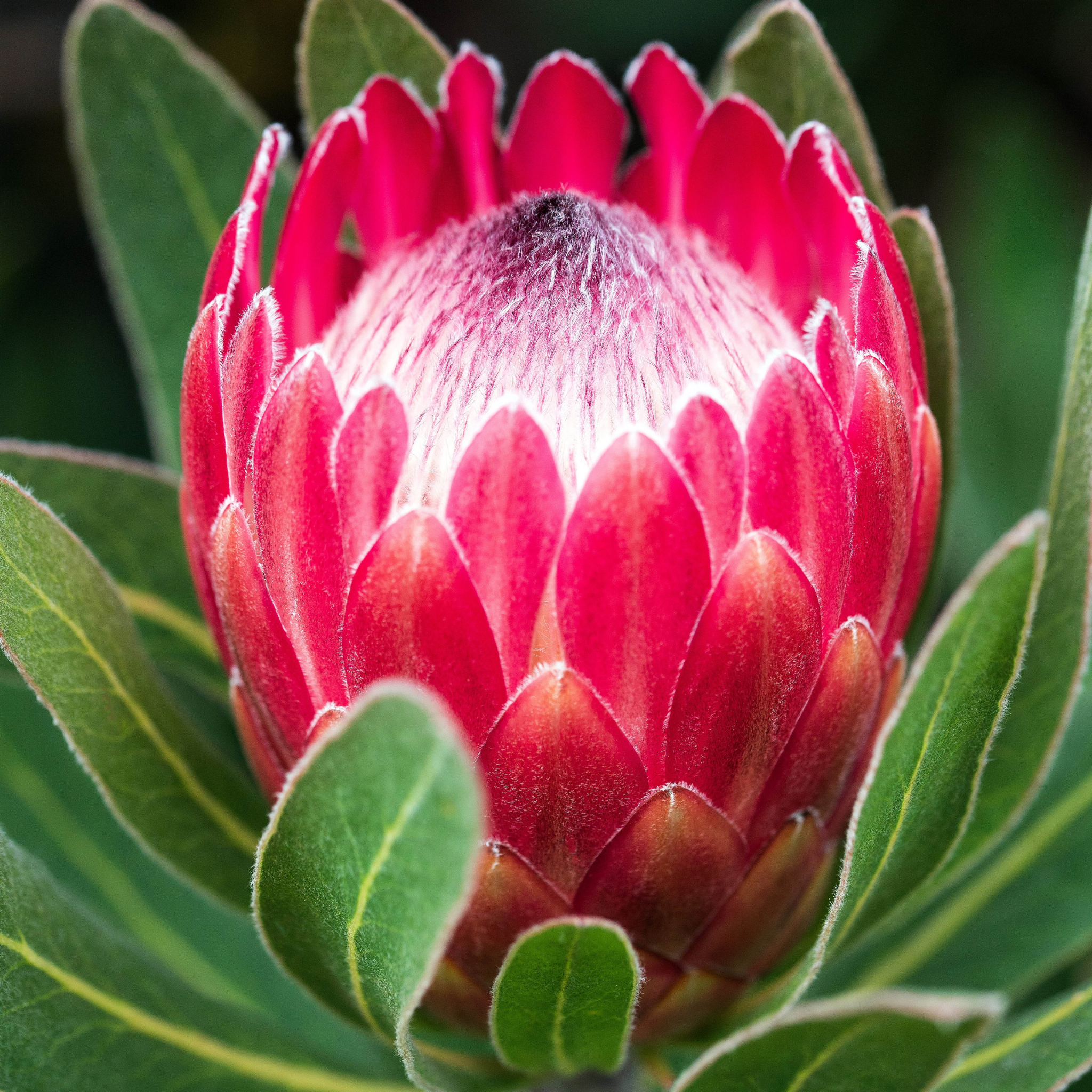Close-up of a red protea flower bud surrounded by green leaves.