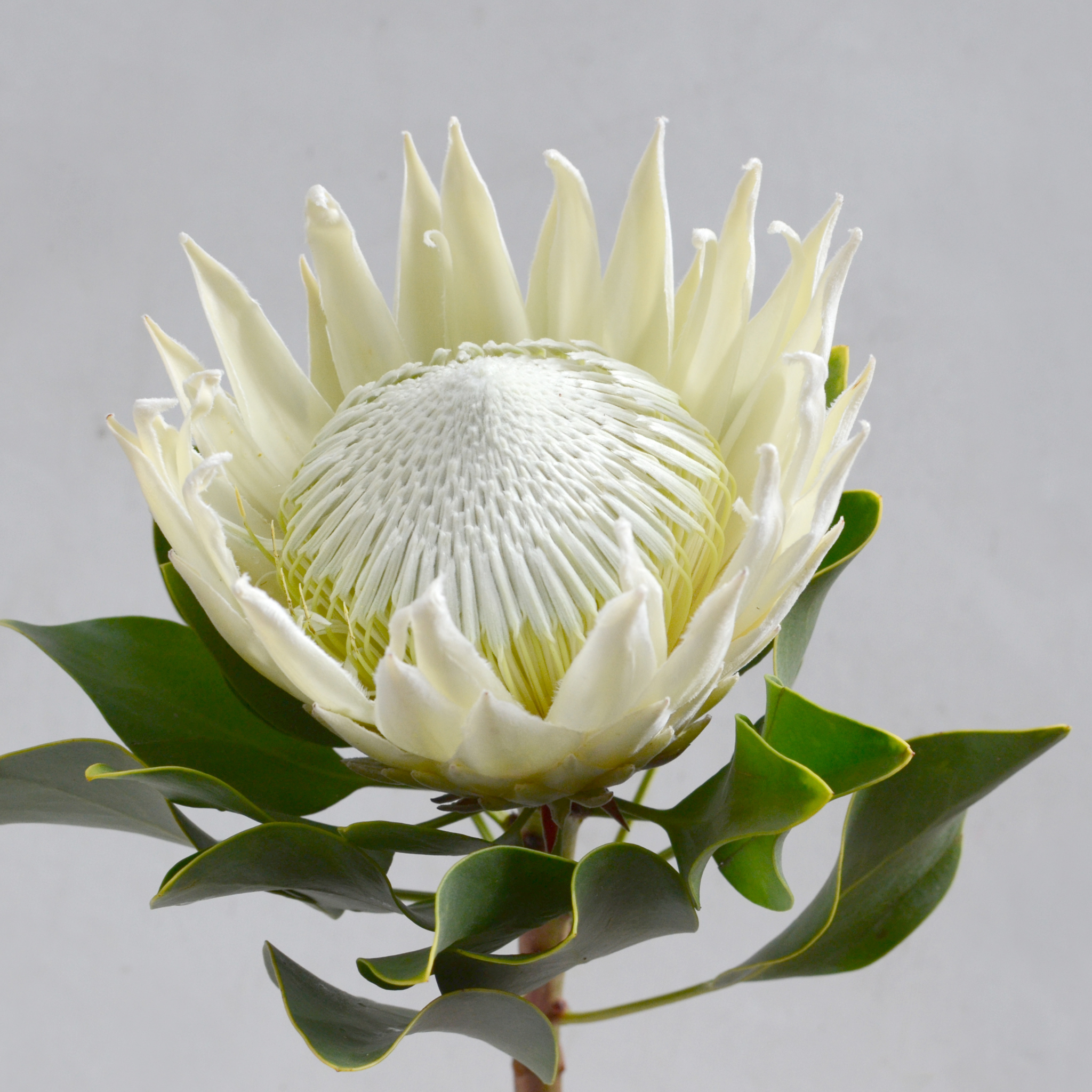 King White King Protea - Protea cynaroides King White