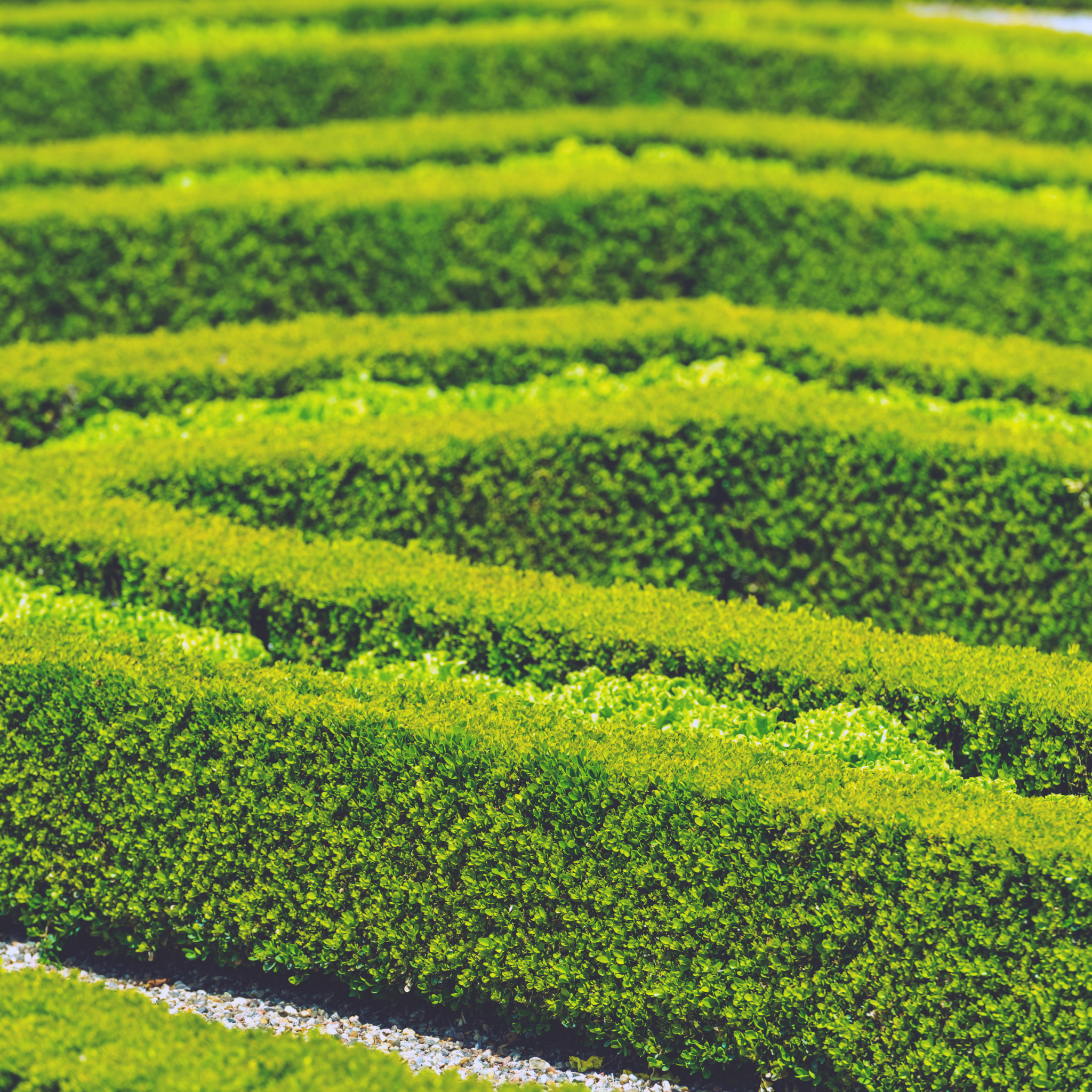 Row of neatly trimmed green hedges