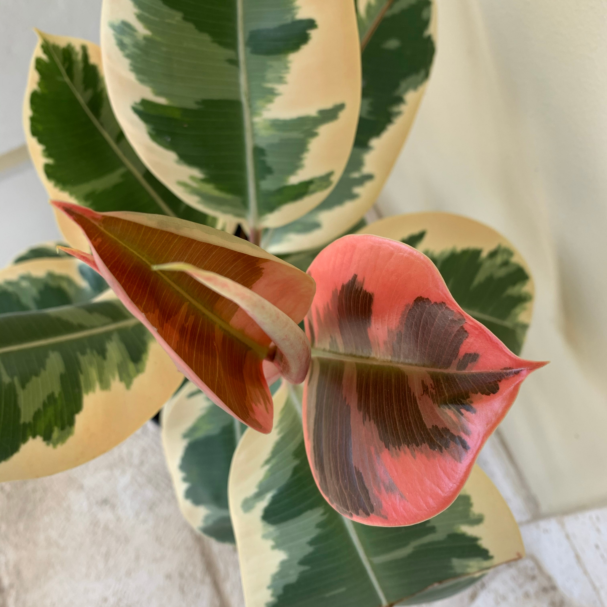 Tineke Rubber Tree Plant - Ficus elastica Tineke