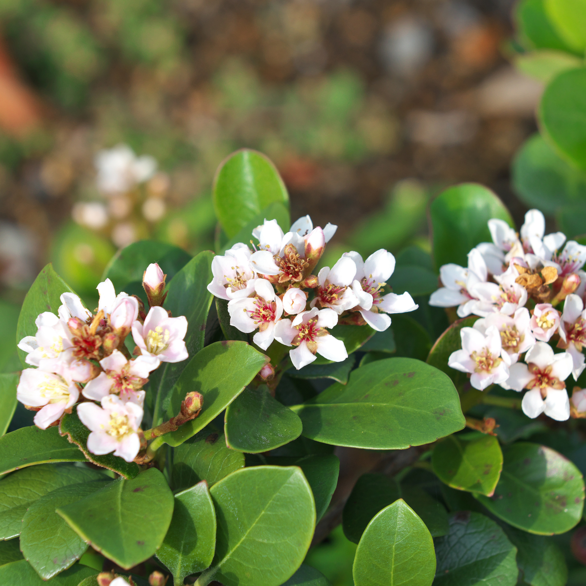 Dwarf Indian hawthorn Minikin - Rhaphiolepis indica Minikin