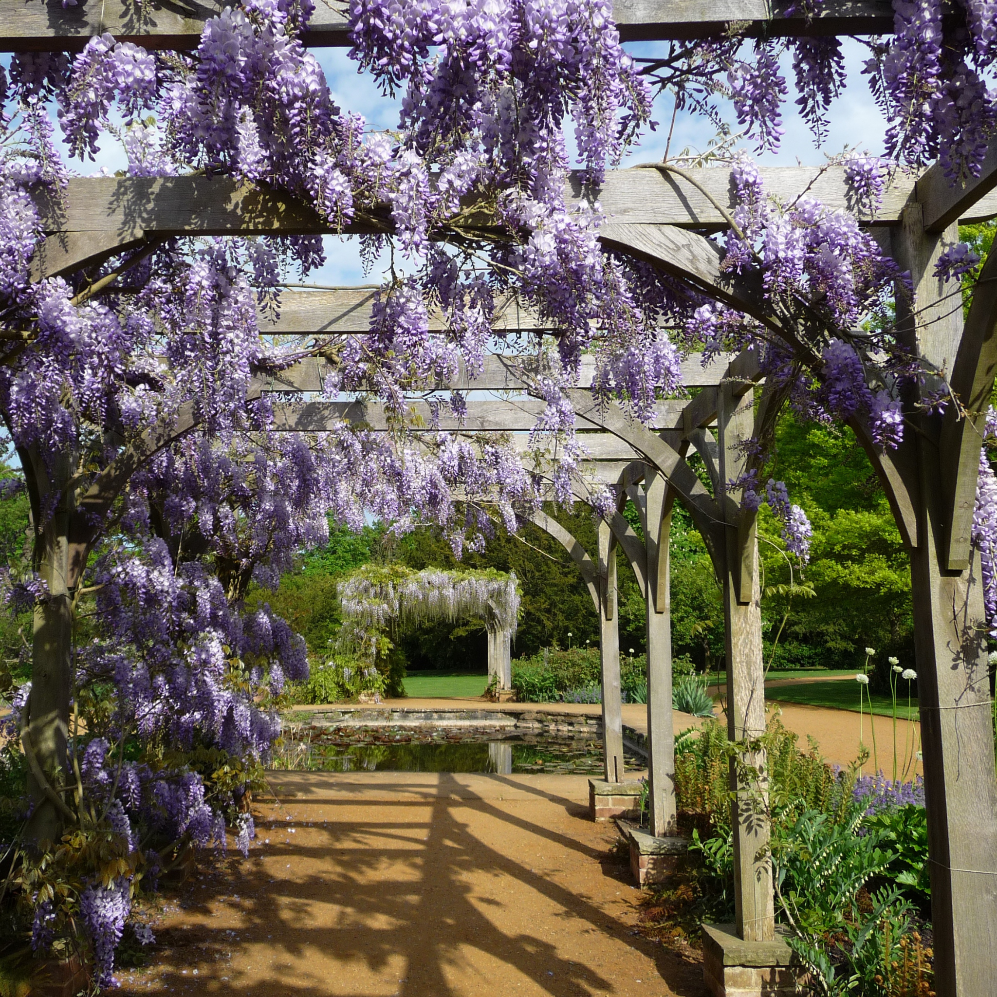Japanese Wisteria - Wisteria floribunda