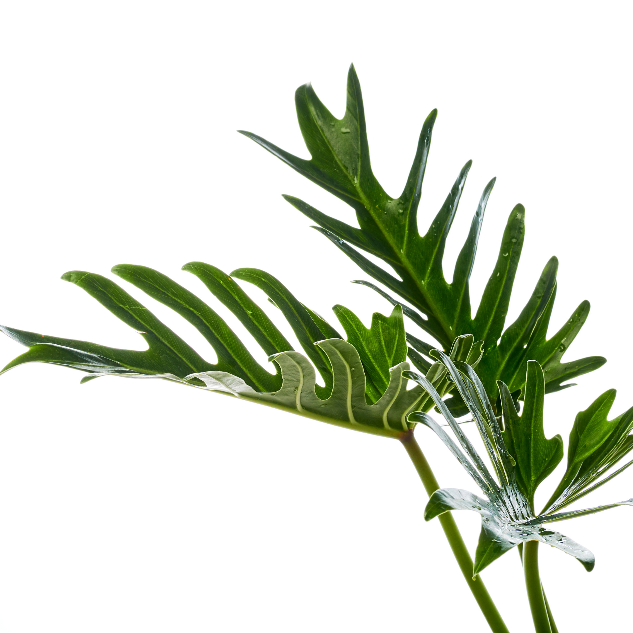 Xanadu Philodendron - Philodendron Xanadu