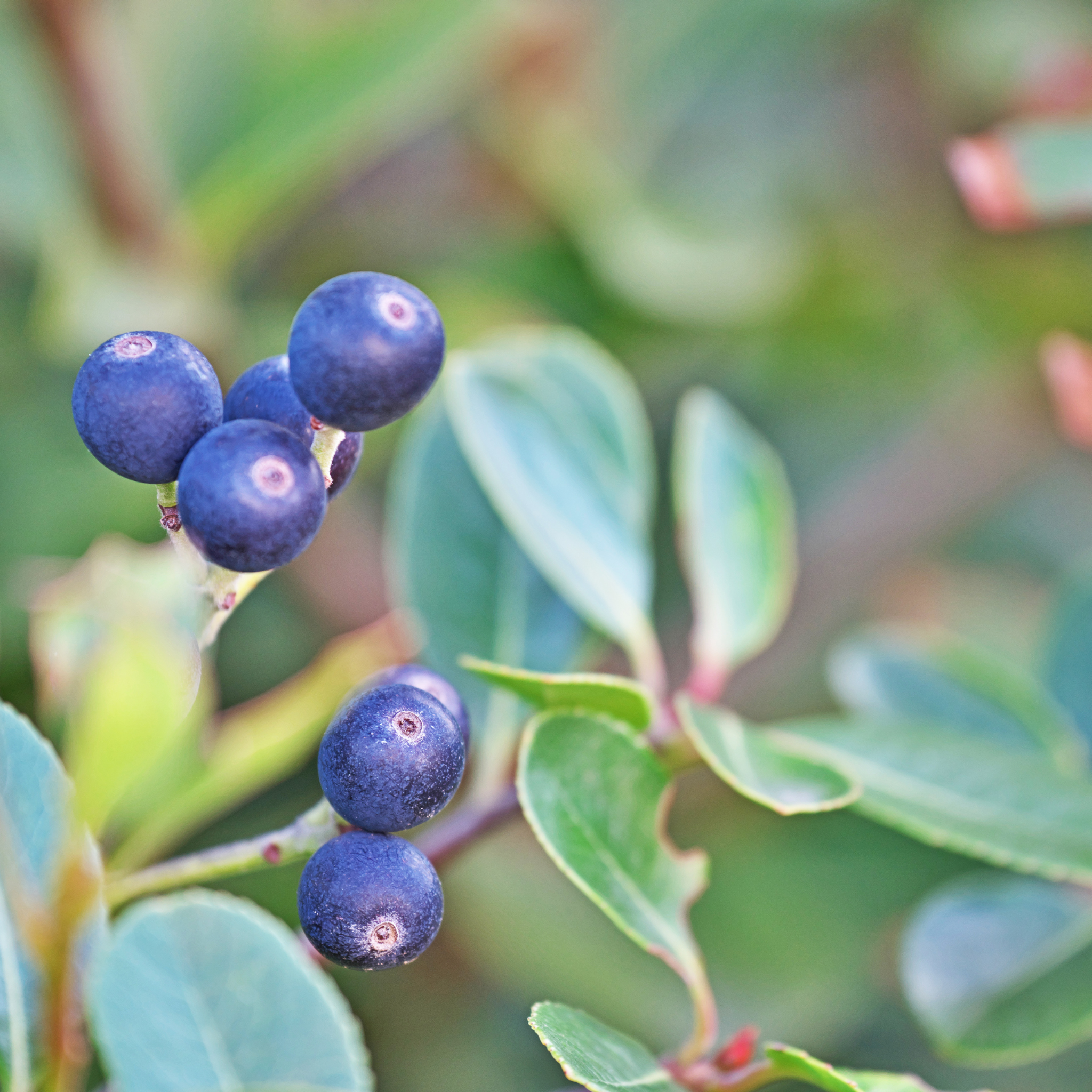 Indian hawthorn Oriental Pearl - Rhaphiolepis indica Oriental Pearl