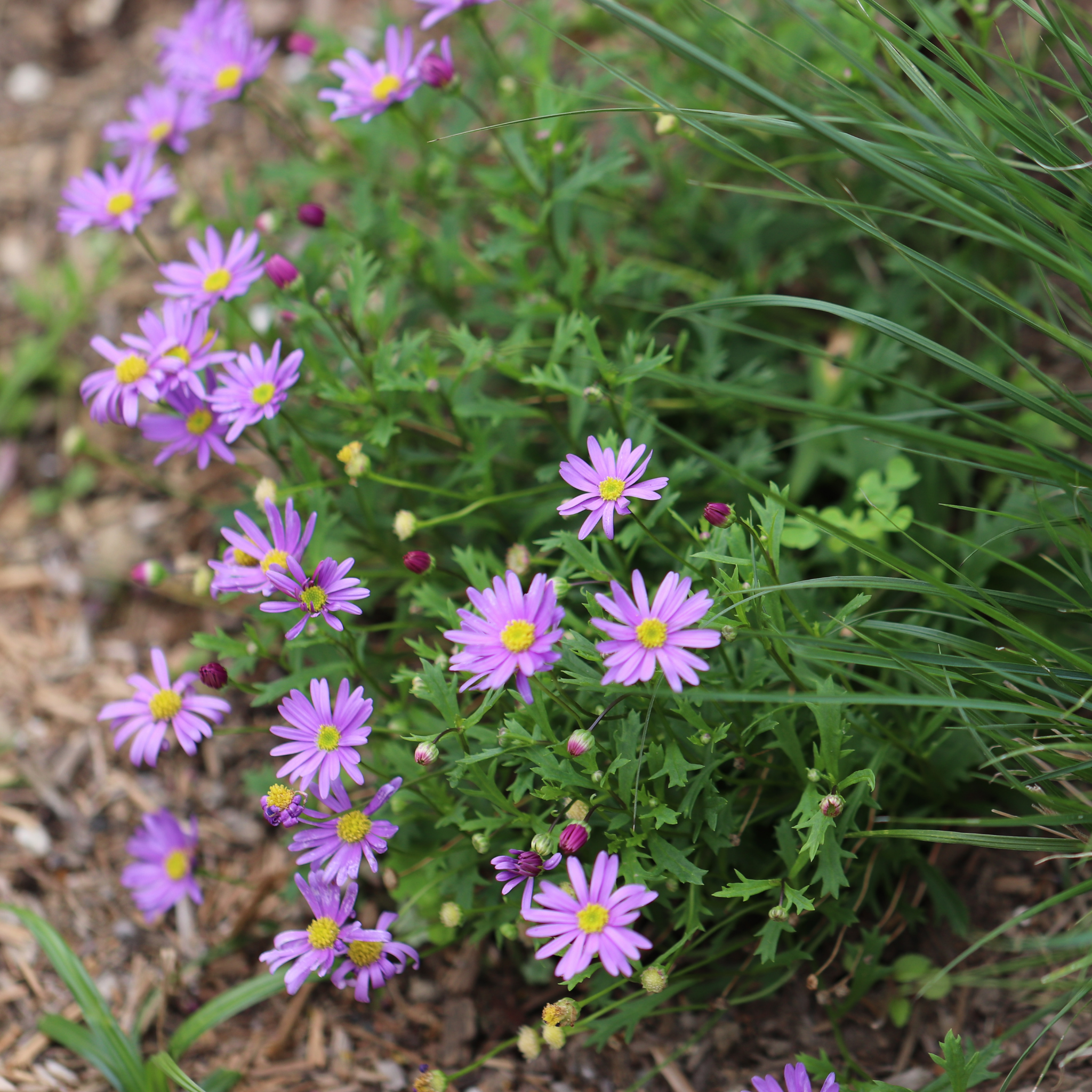 Cut Leaf Daisy Break O Day - Brachyscome multifida Break O Day